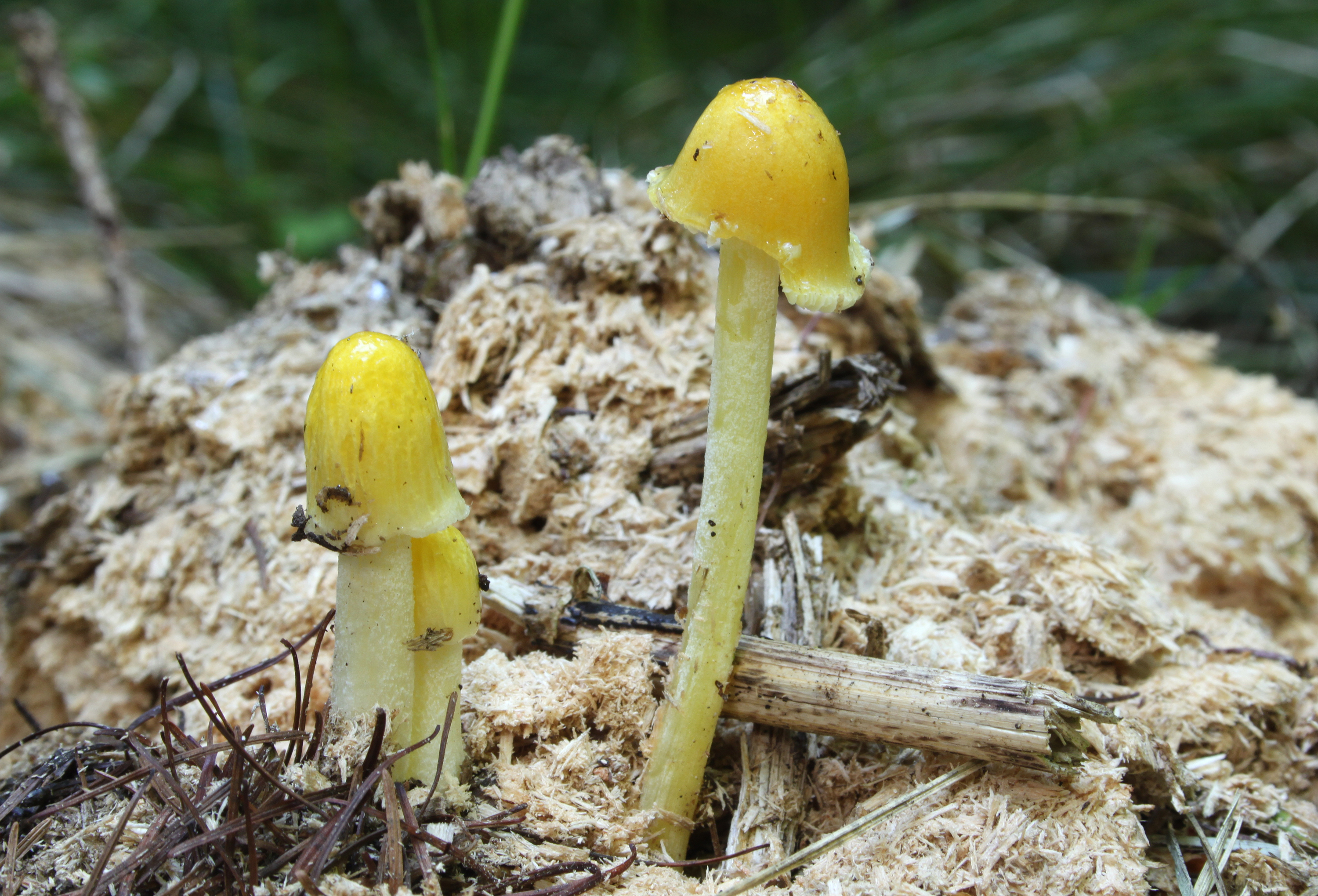 Two young Bolbitius titubans mushrooms growing on decomposing dung and wood chips