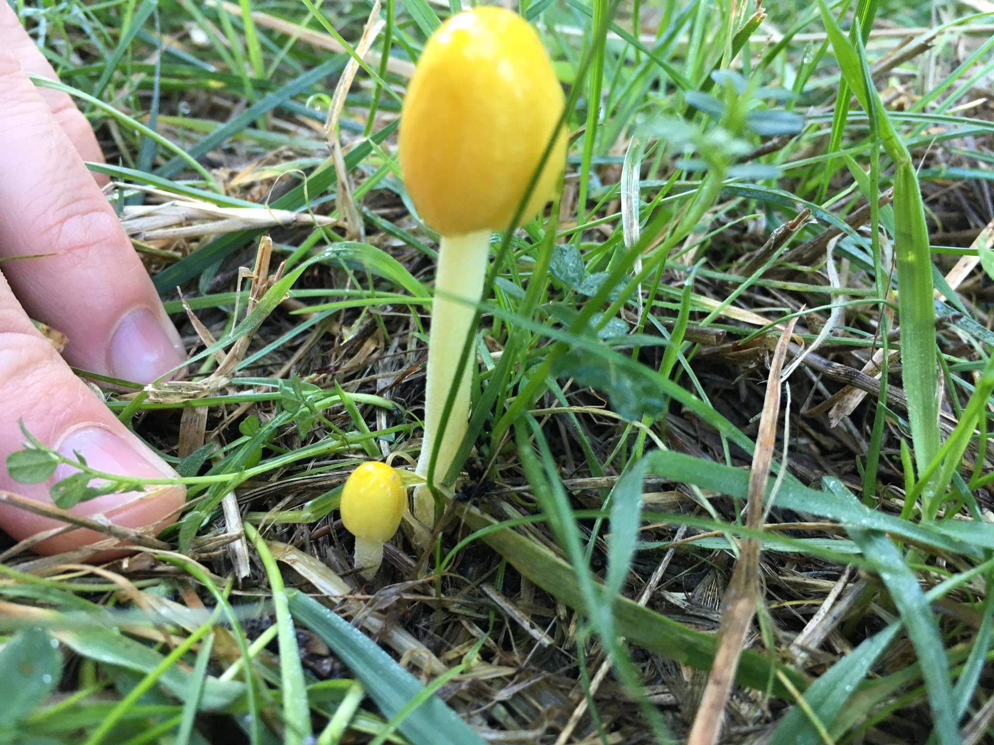 Bolbitius titubans young ovoid specimens in grass with finger for scale showing small size