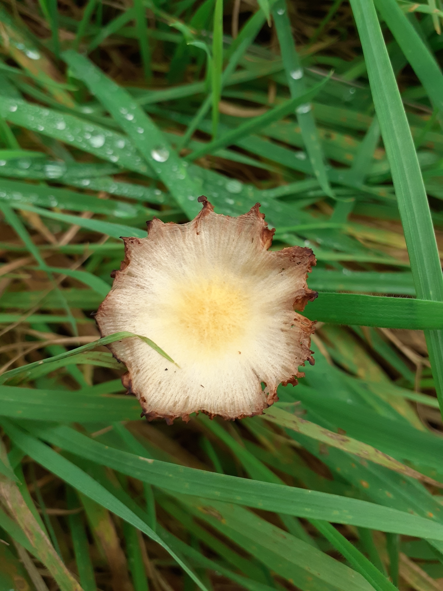 Mature Bolbitius titubans seen from above showing faded cap with brown-edged gills visible through translucent flesh