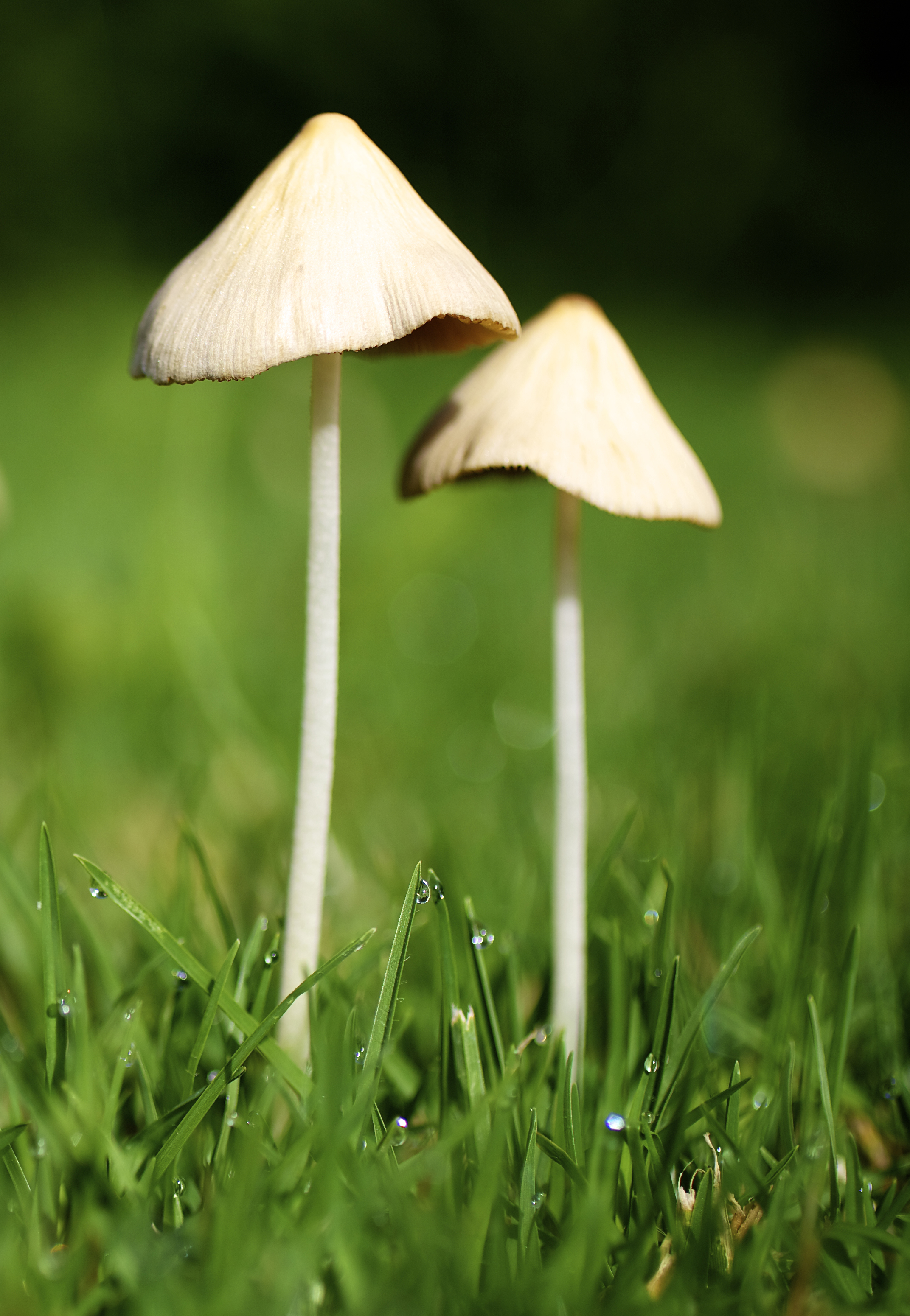 Conocybe apala (White Dunce Cap)