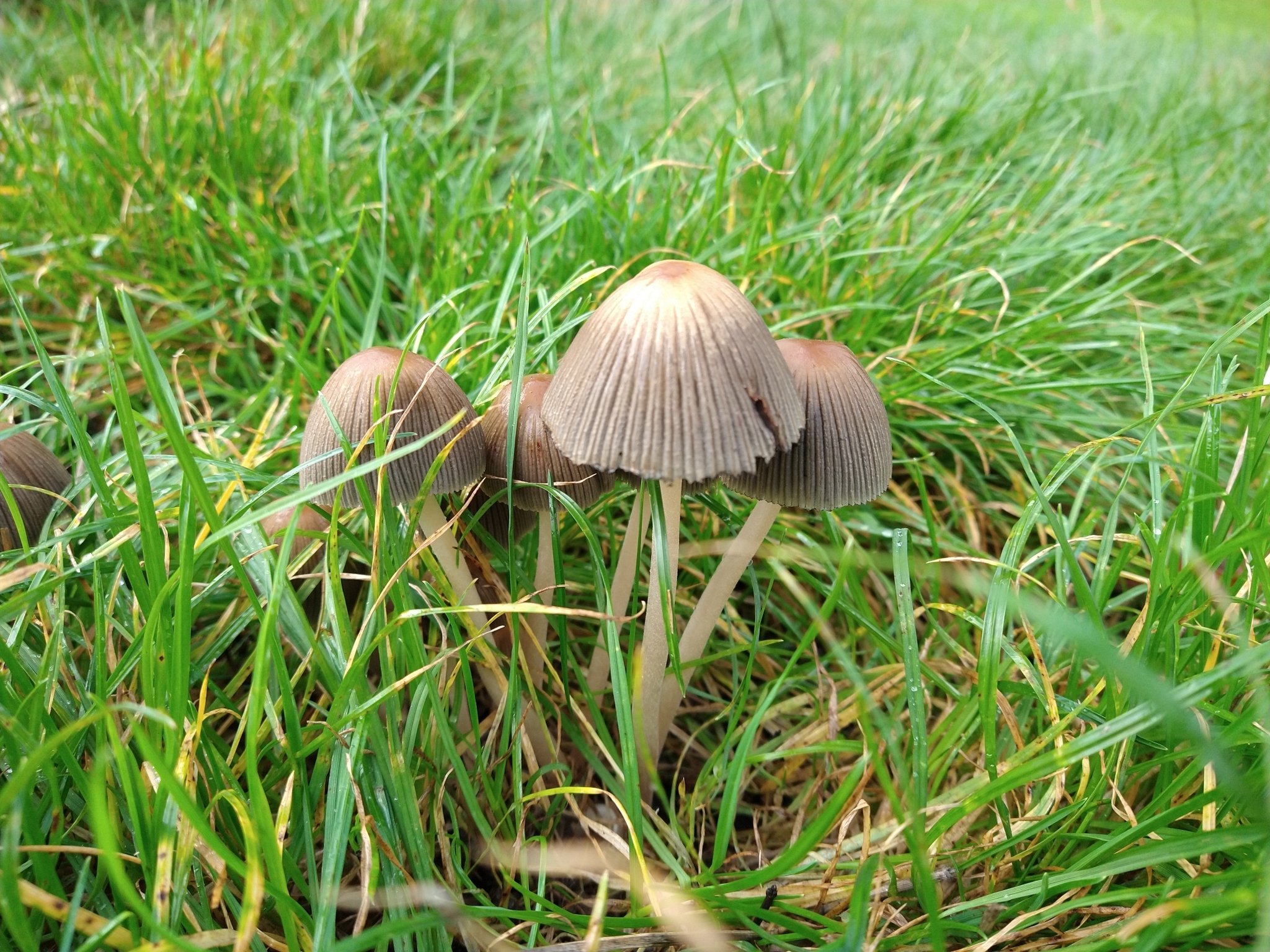 Pleated Inkcap (Parasola plicatilis)