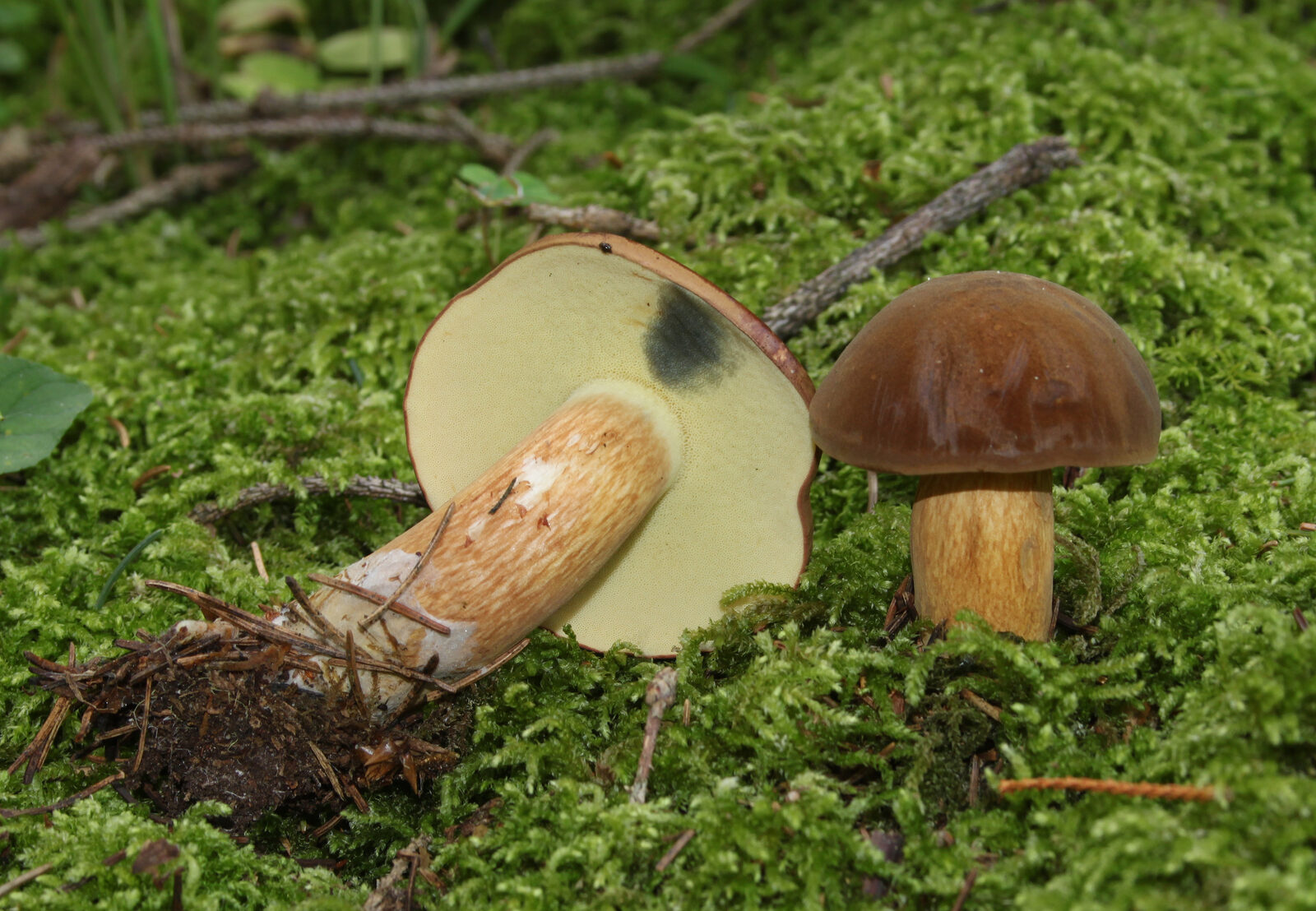 Bay Bolete (Imleria badia)
