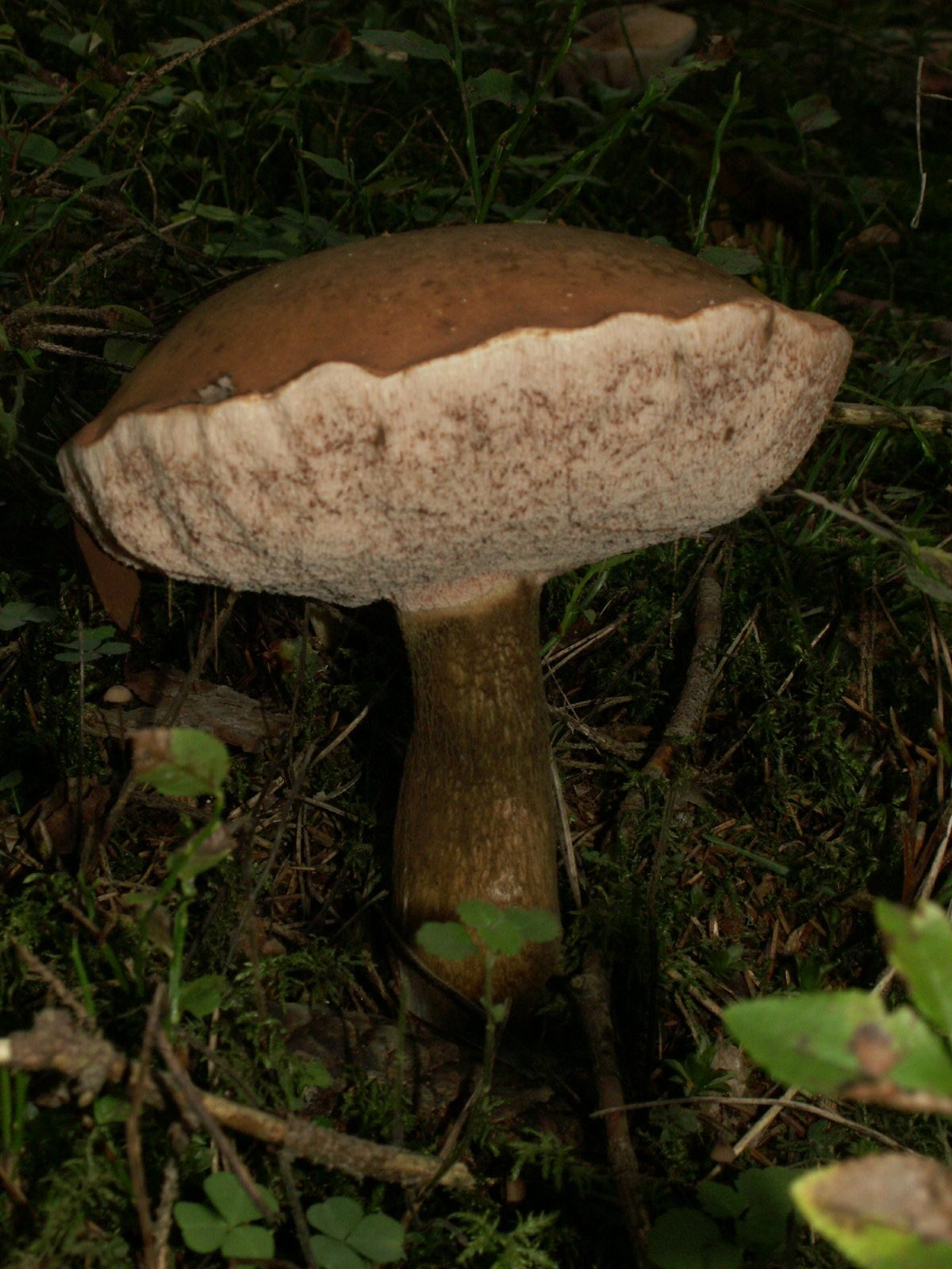 Bitter Bolete (Tylopilus felleus)