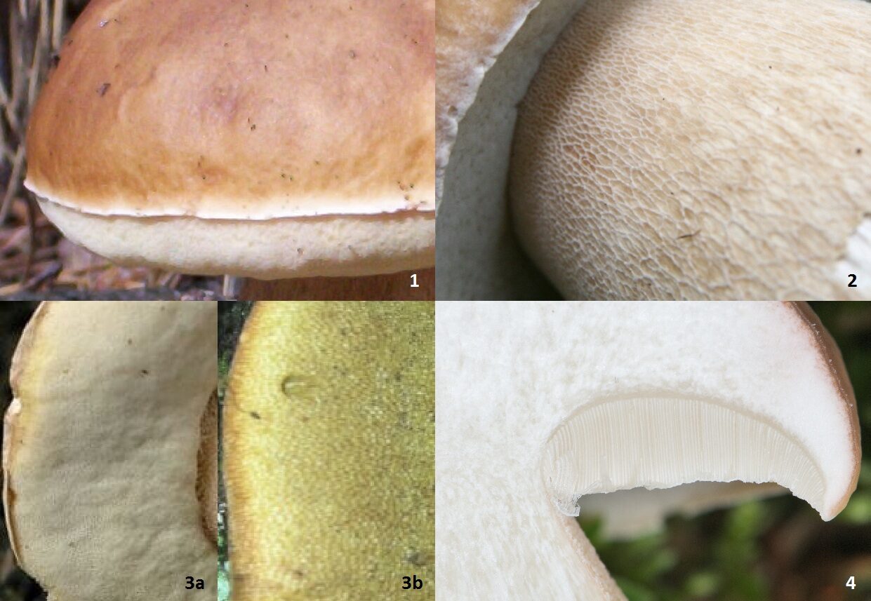 Porcini stem and base detail