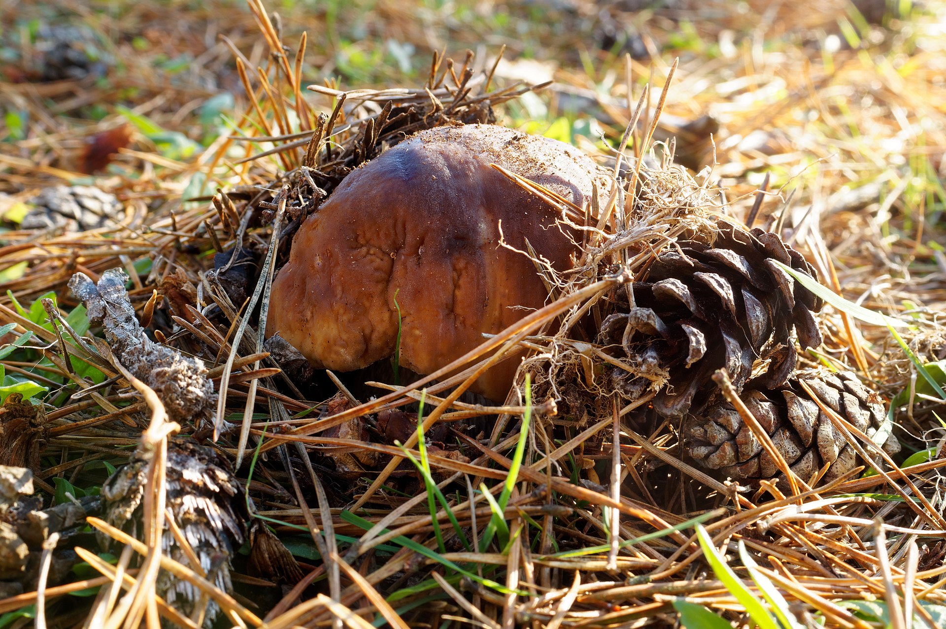 Pine Bolete (Boletus pinophilus) wild specimen