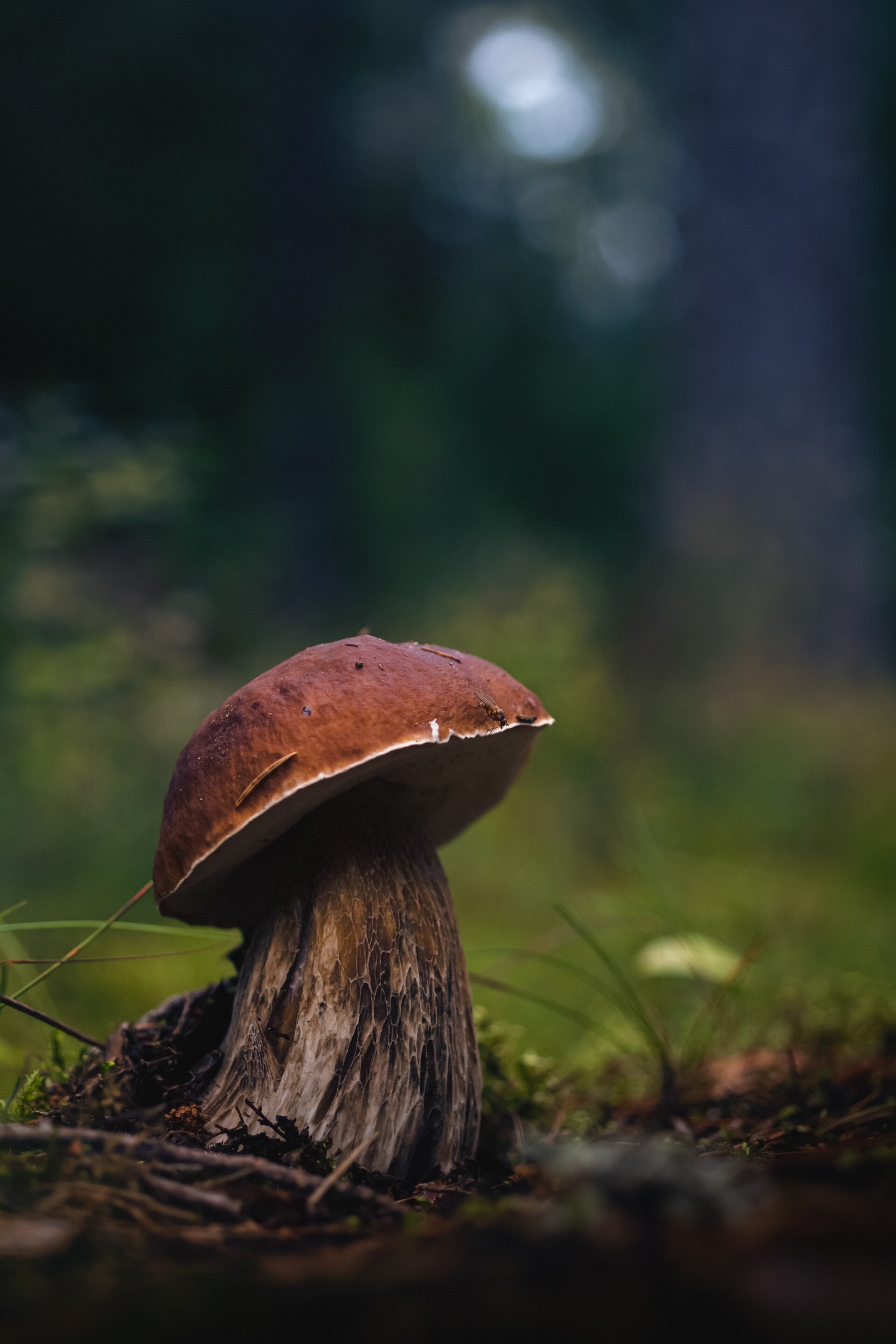 Pine Bolete (Boletus pinophilus) wild specimen
