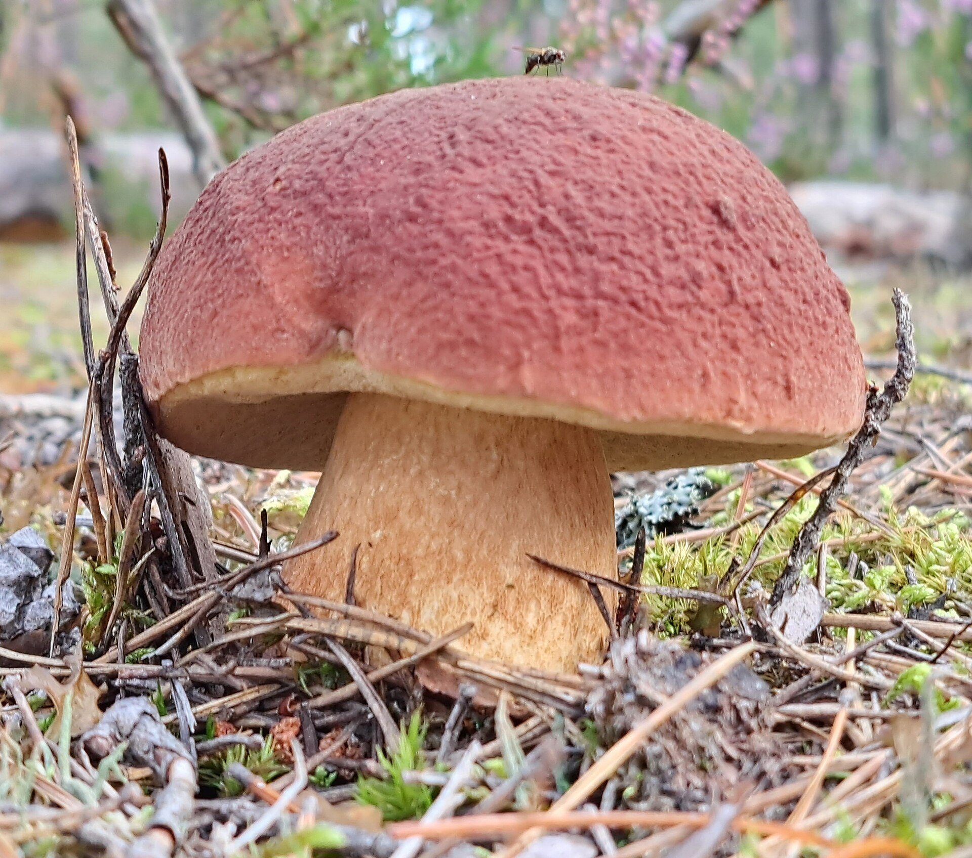 Pine Bolete (Boletus pinophilus) wild specimen