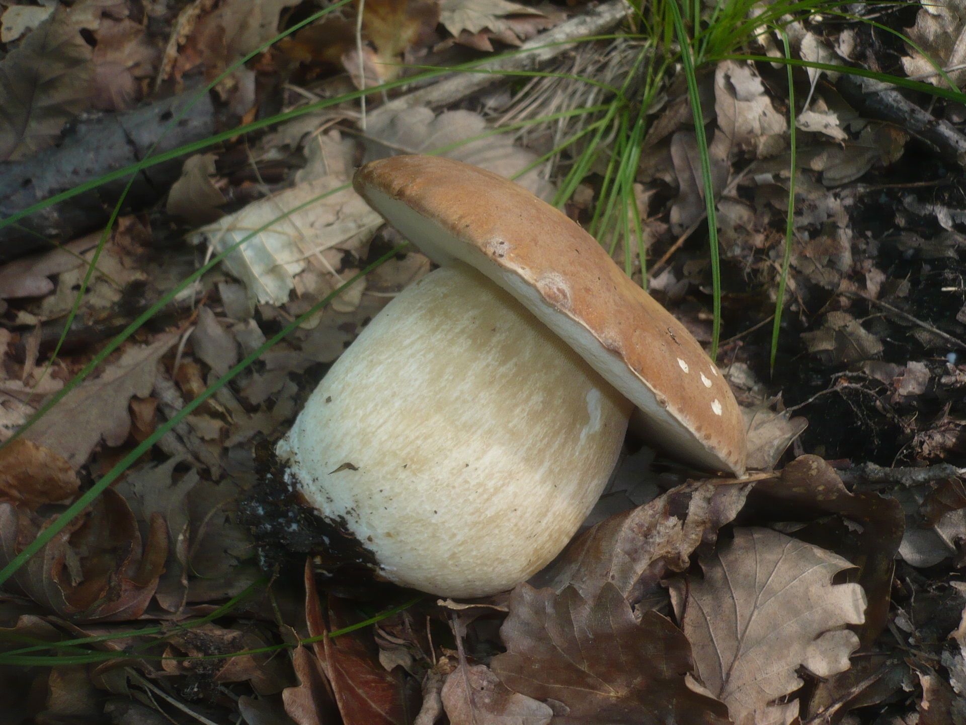 Summer Cep (Boletus reticulatus)