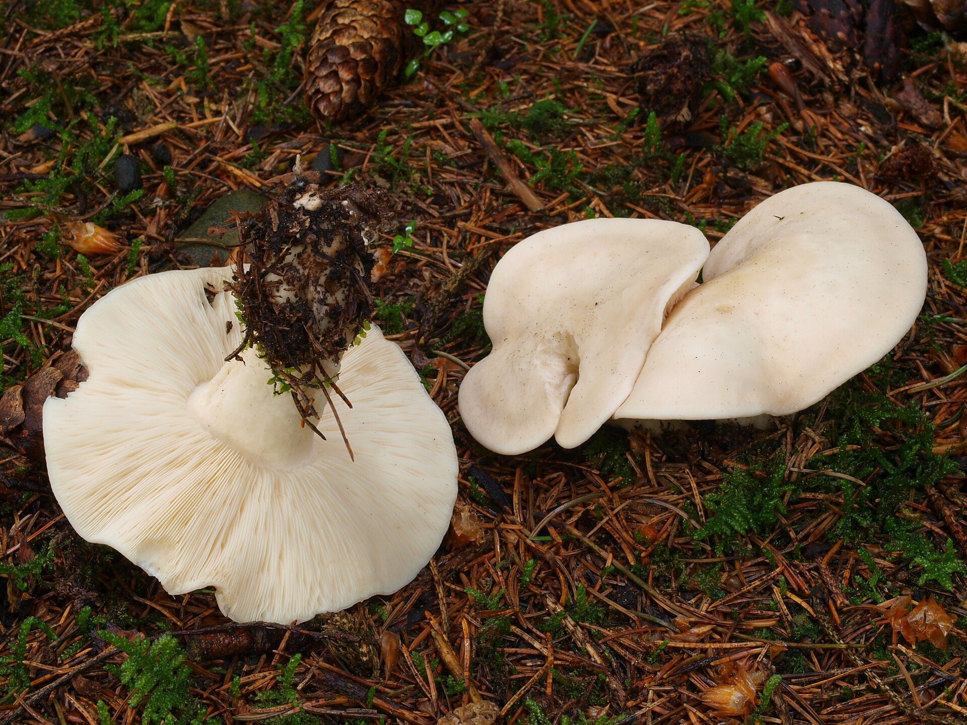 St. George's Mushroom (Calocybe gambosa) wild specimen
