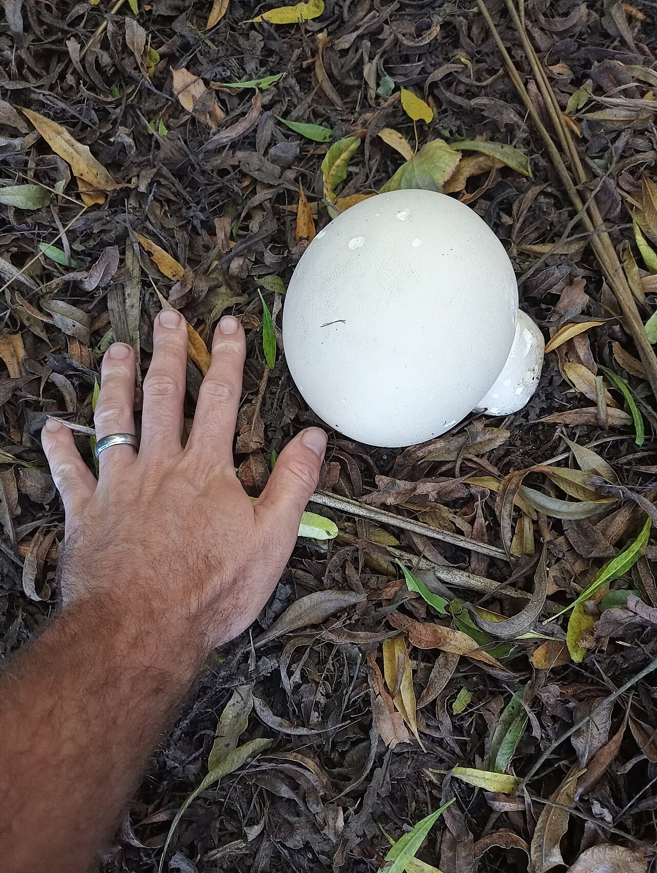 Giant Puffball specimen photographed in natural habitat showing scale