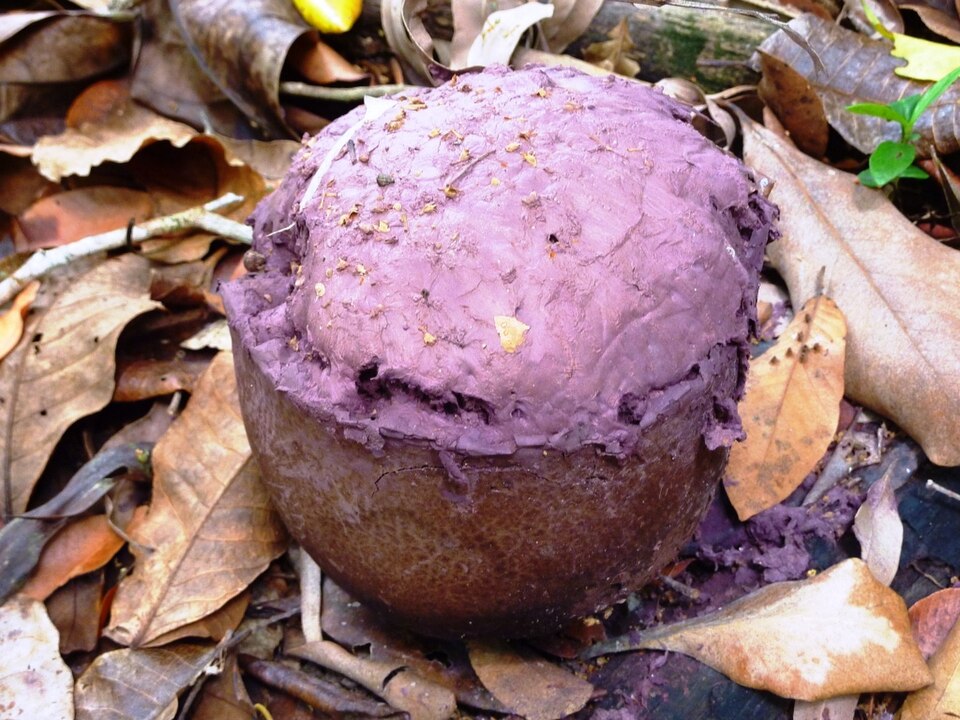Purple-Spored Puffball (Calvatia cyathiformis)