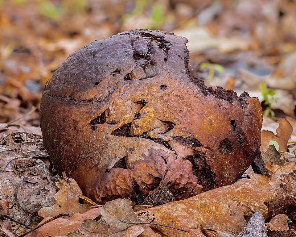 Common Earthball (Scleroderma citrinum)