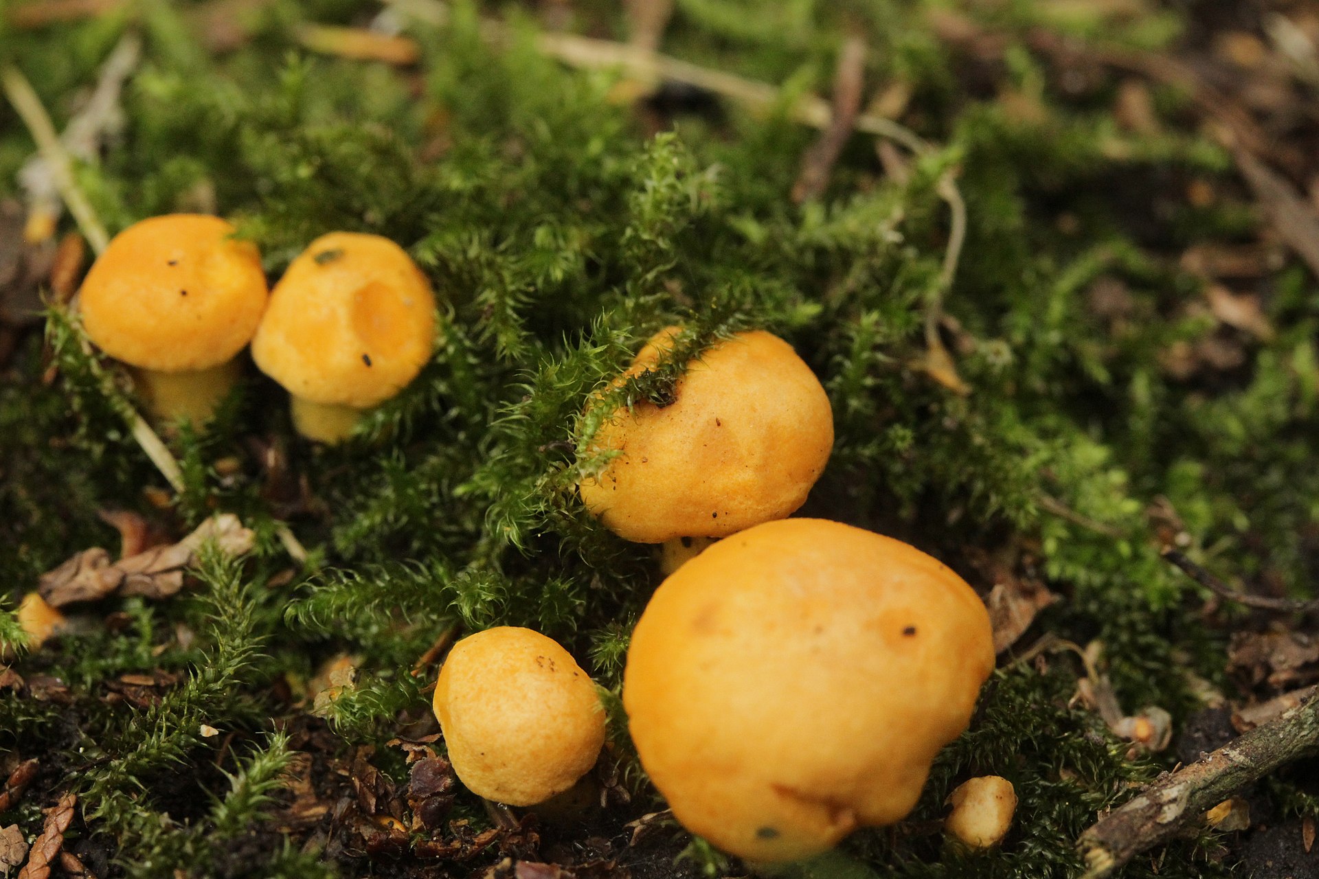 Golden Chanterelle (Cantharellus cibarius) wild specimen