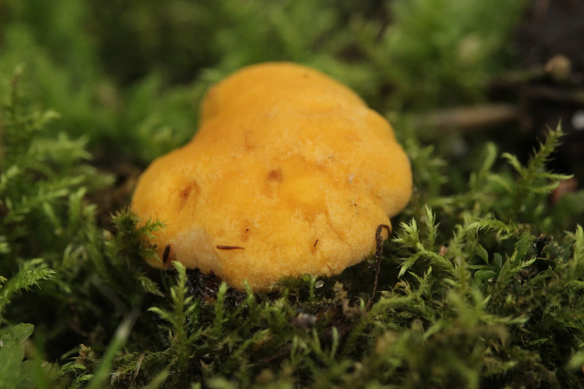 Golden Chanterelle (Cantharellus cibarius) wild specimen