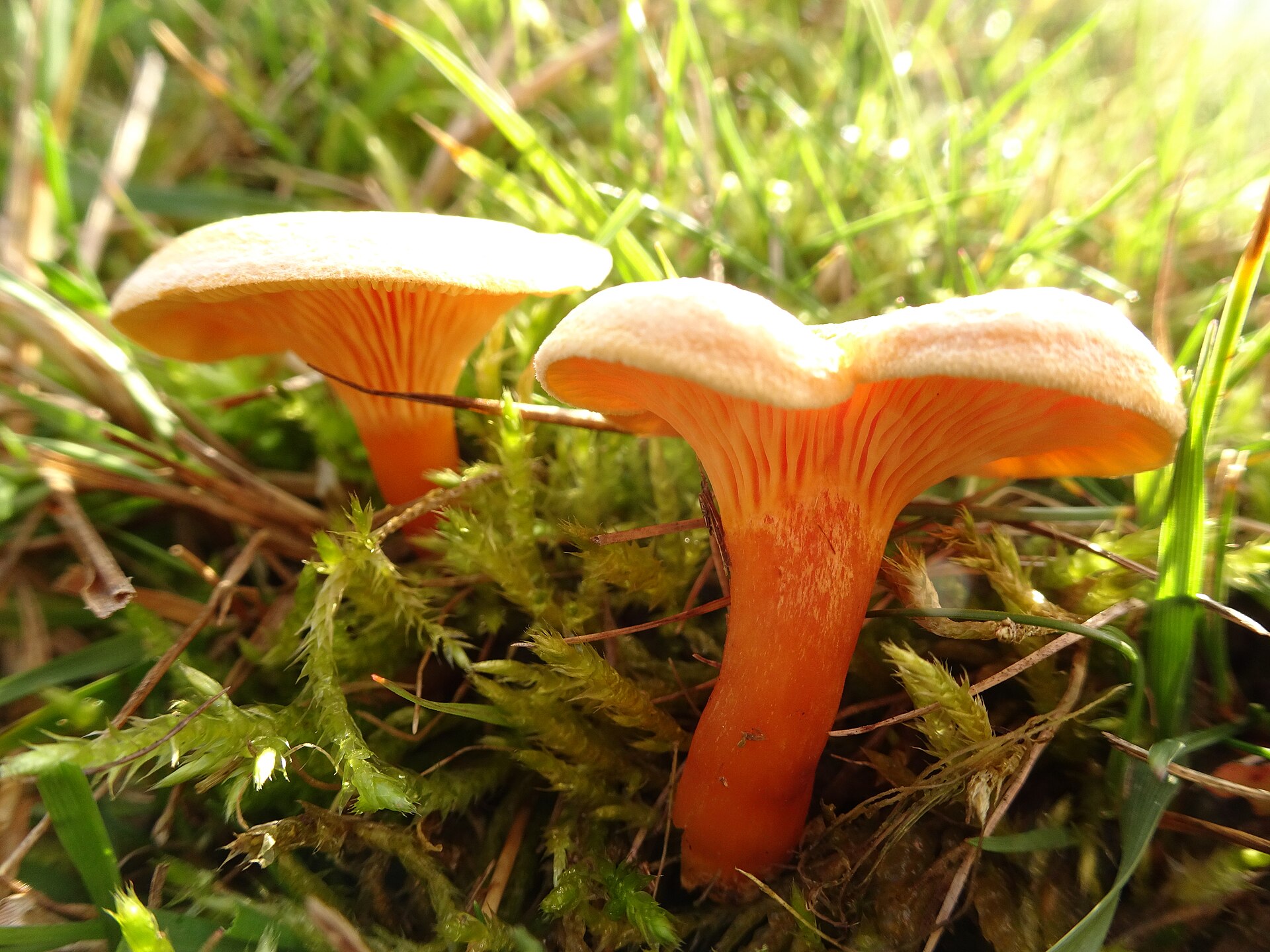 Golden Chanterelle (Cantharellus cibarius) wild specimen