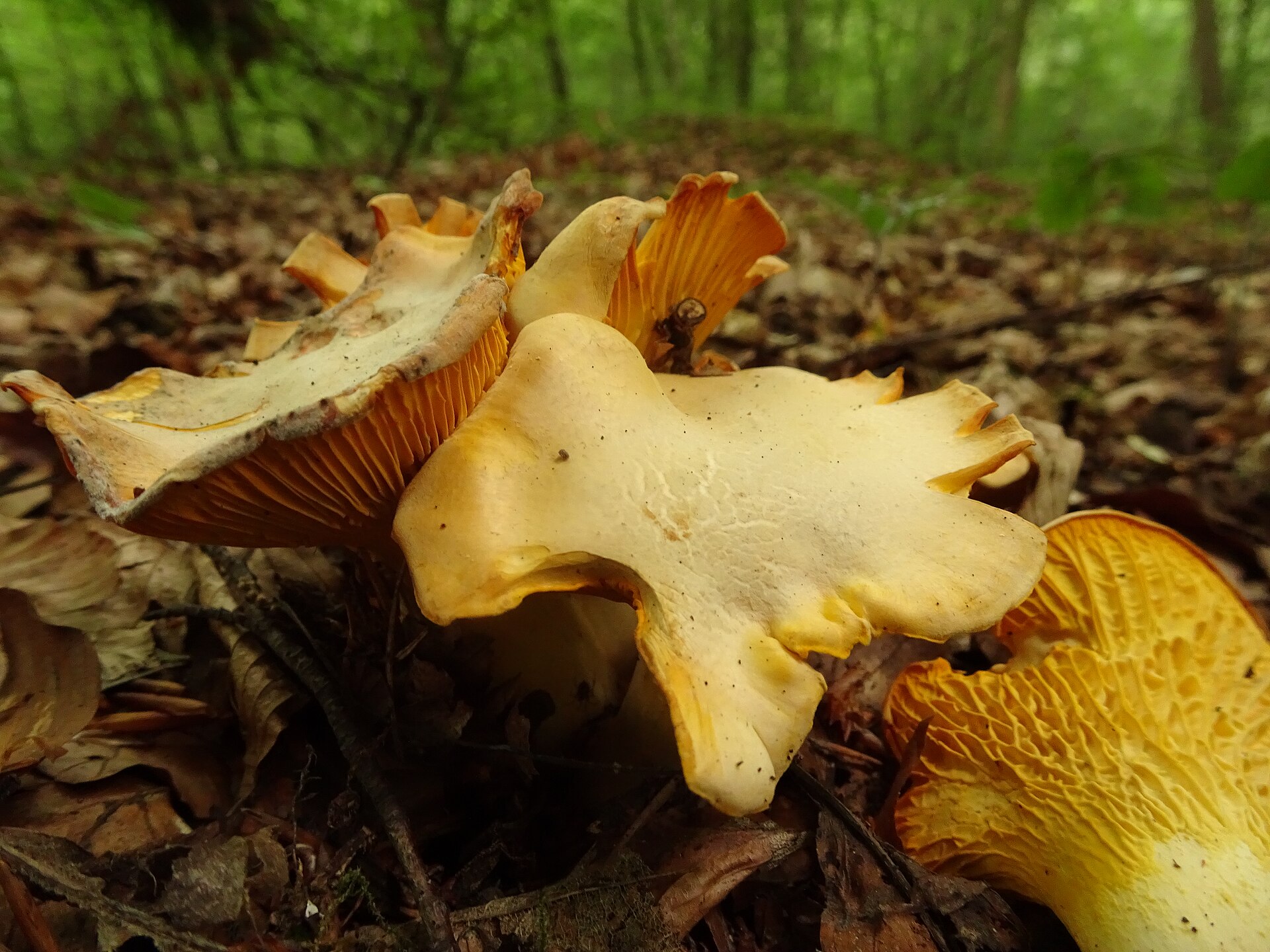 Golden Chanterelle (Cantharellus cibarius) wild specimen