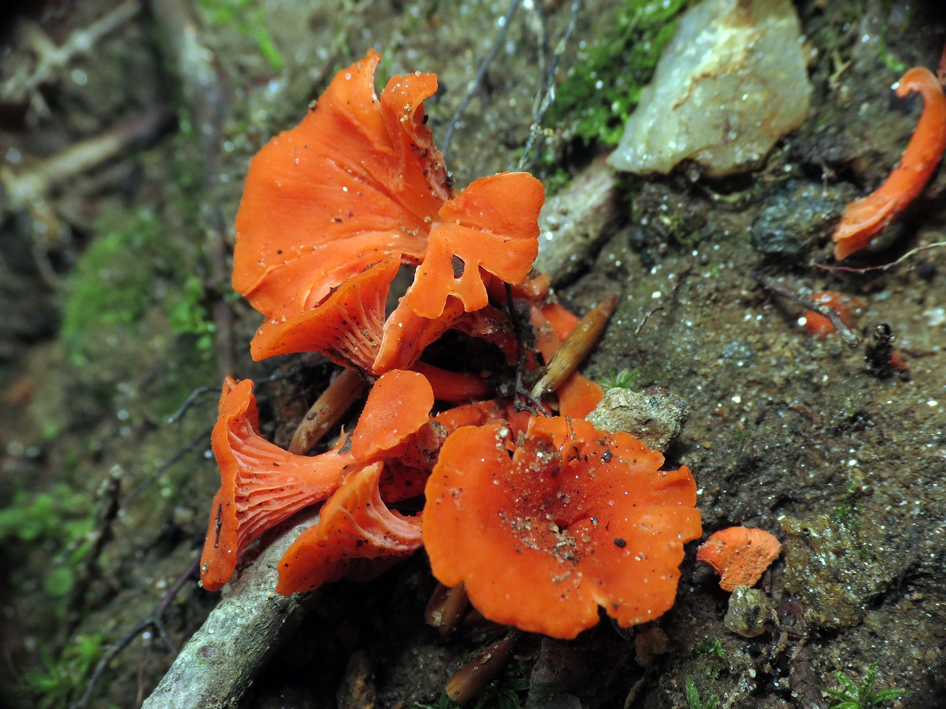 Cinnabar Chanterelle growing in natural habitat