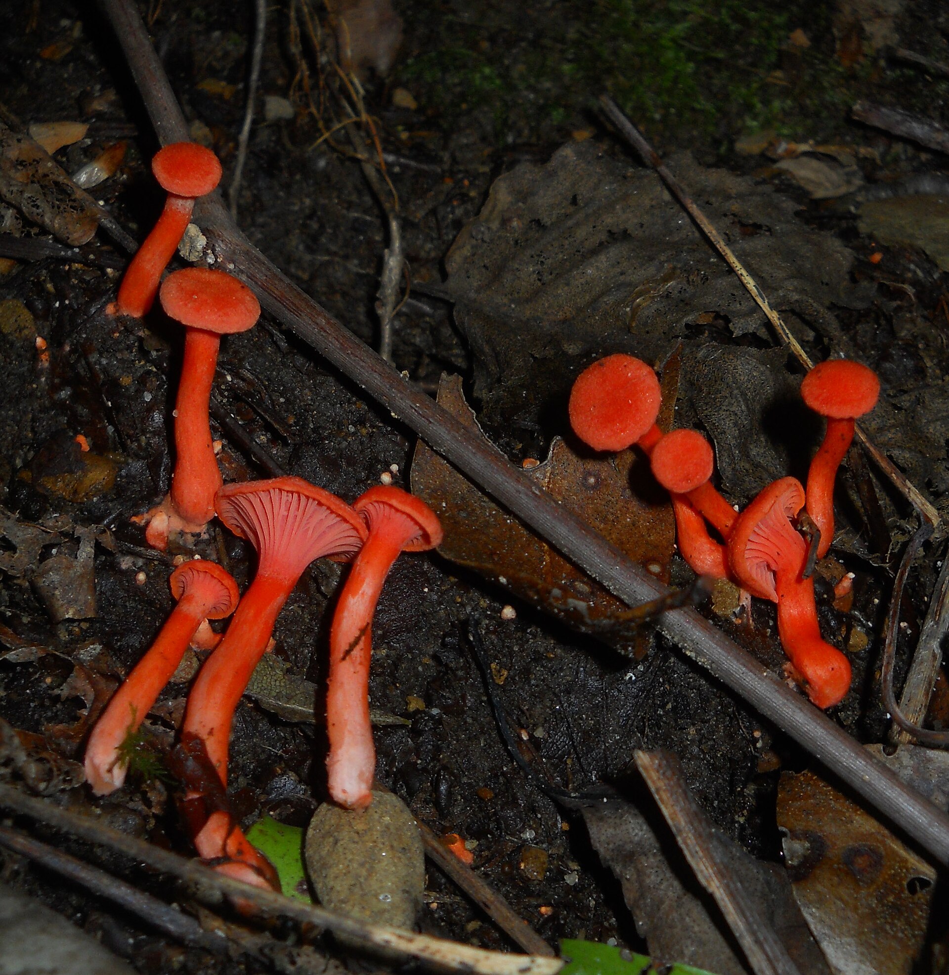 Cinnabar Chanterelle (Cantharellus cinnabarinus) wild specimen