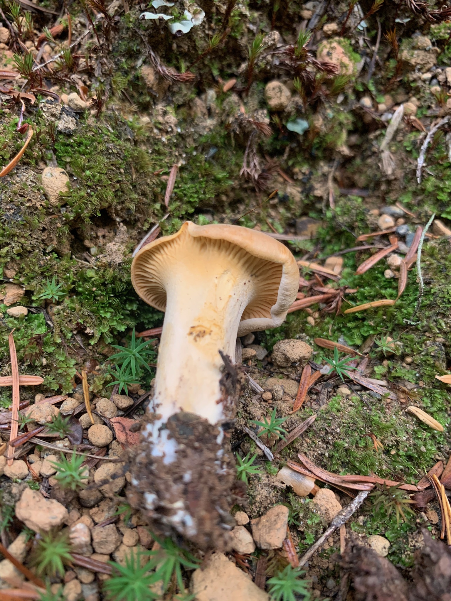 Chanterelle mushrooms growing among moss in Pacific Northwest conifer forest