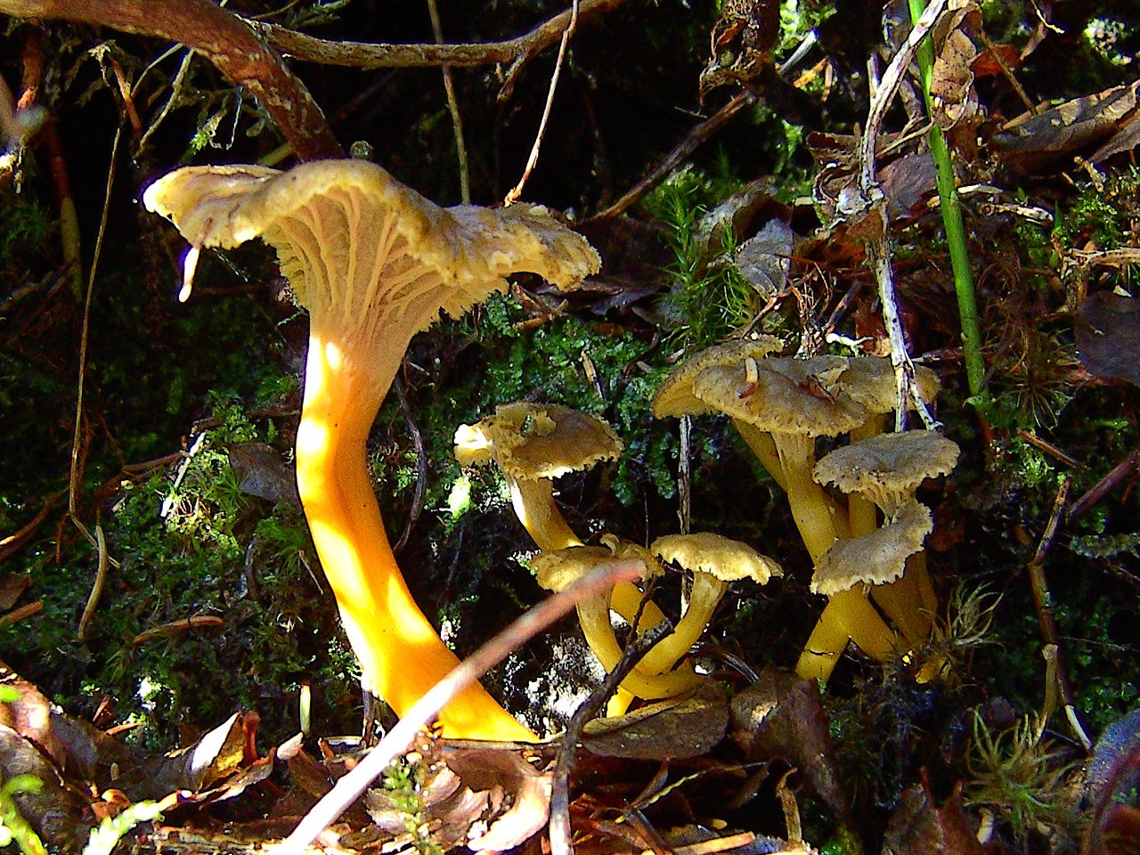 Yellowfoot Chanterelle (Cantharellus tubaeformis)
