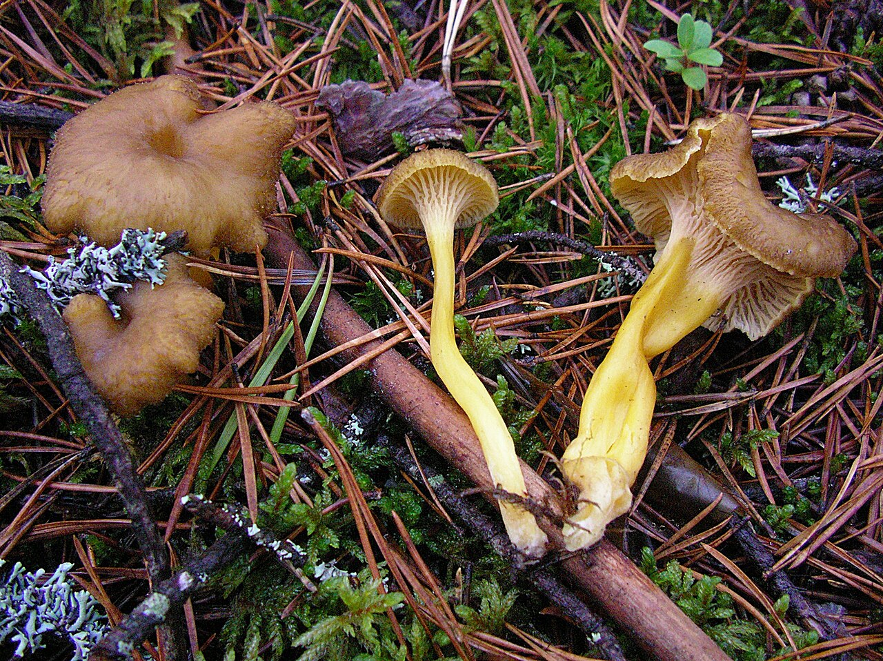 Yellowfoot Chanterelle mushroom, field identification reference