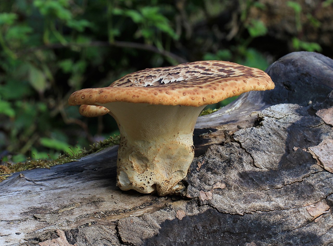 Large Dryad's Saddle bracket showing pheasant-feather scale pattern on tree