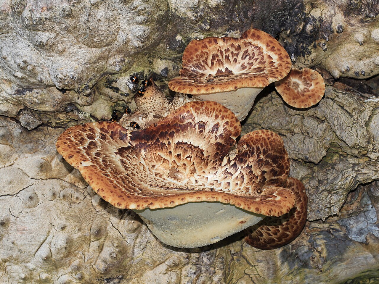 Cluster of overlapping Dryad's Saddle brackets on hardwood stump