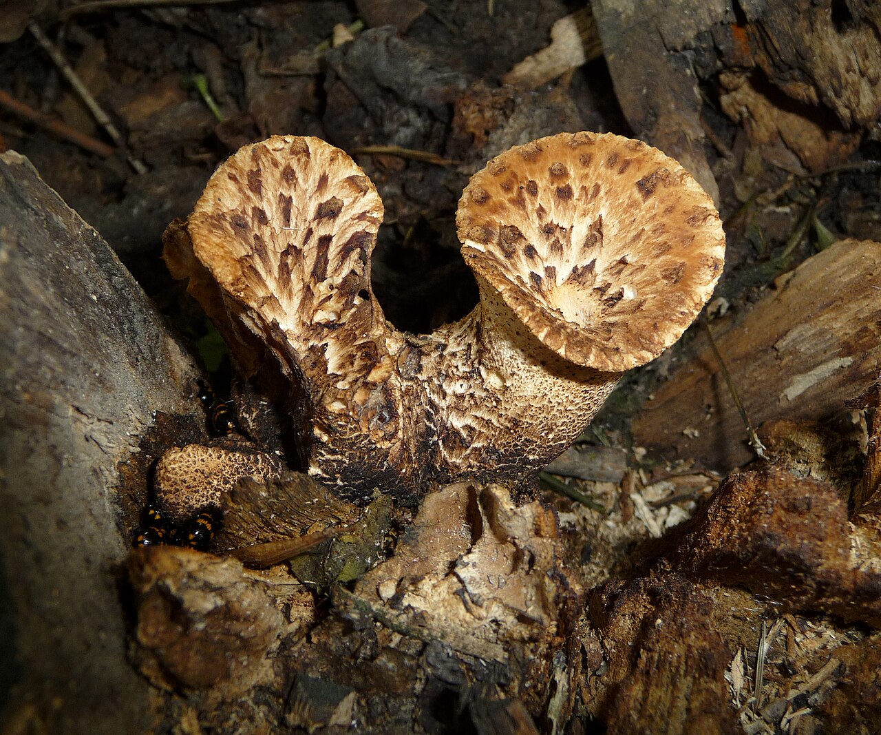 Young Dryad's Saddle specimens showing curled edges at edible stage