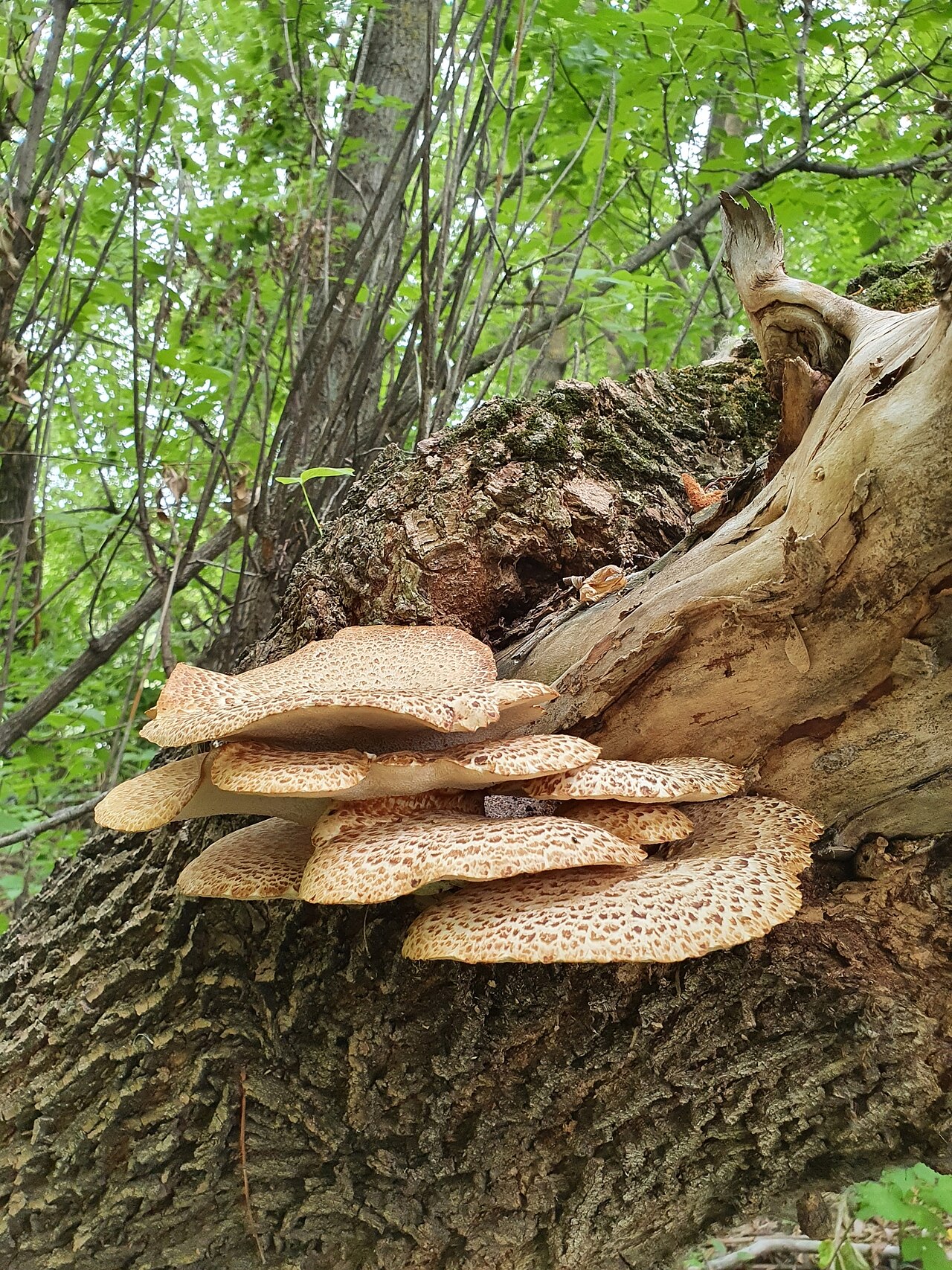 Top view of Dryad's Saddle cap showing concentric dark brown scales