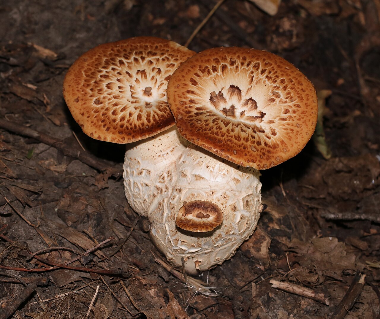 Dryad's Saddle growing from wound on living hardwood tree trunk