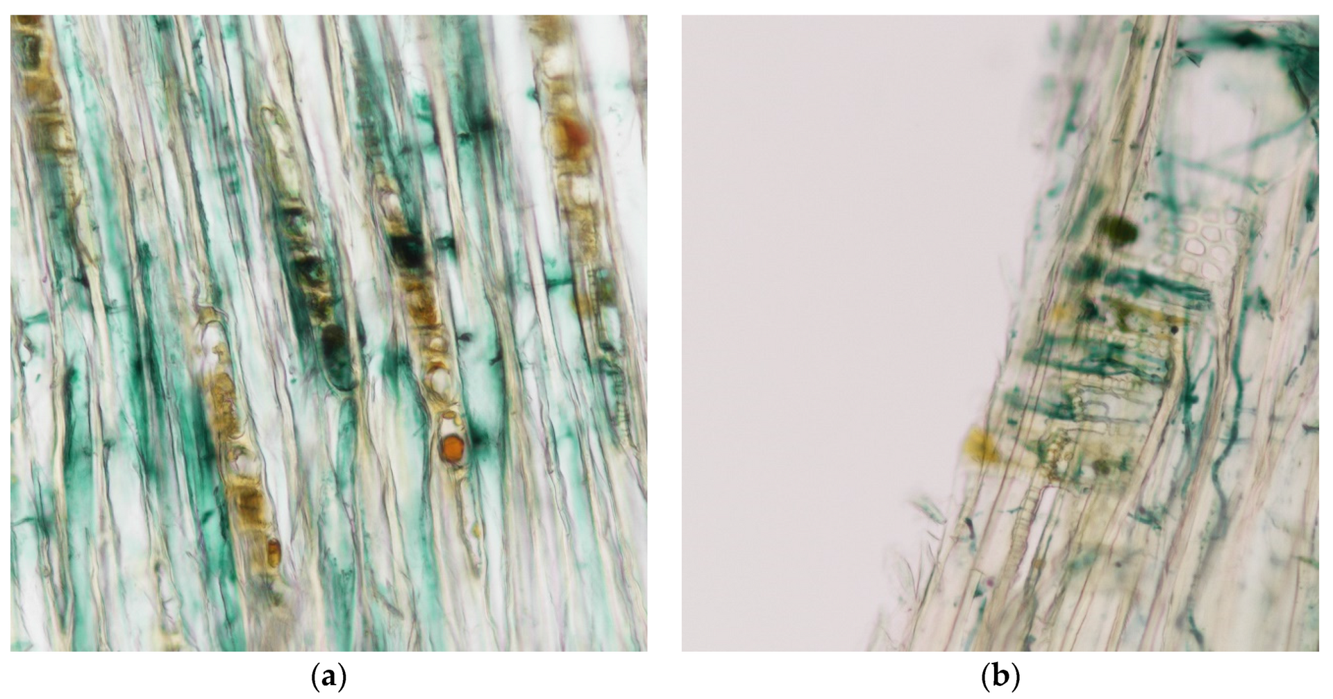 Microscopy of wood fibers stained green by Chlorociboria xylindein pigment