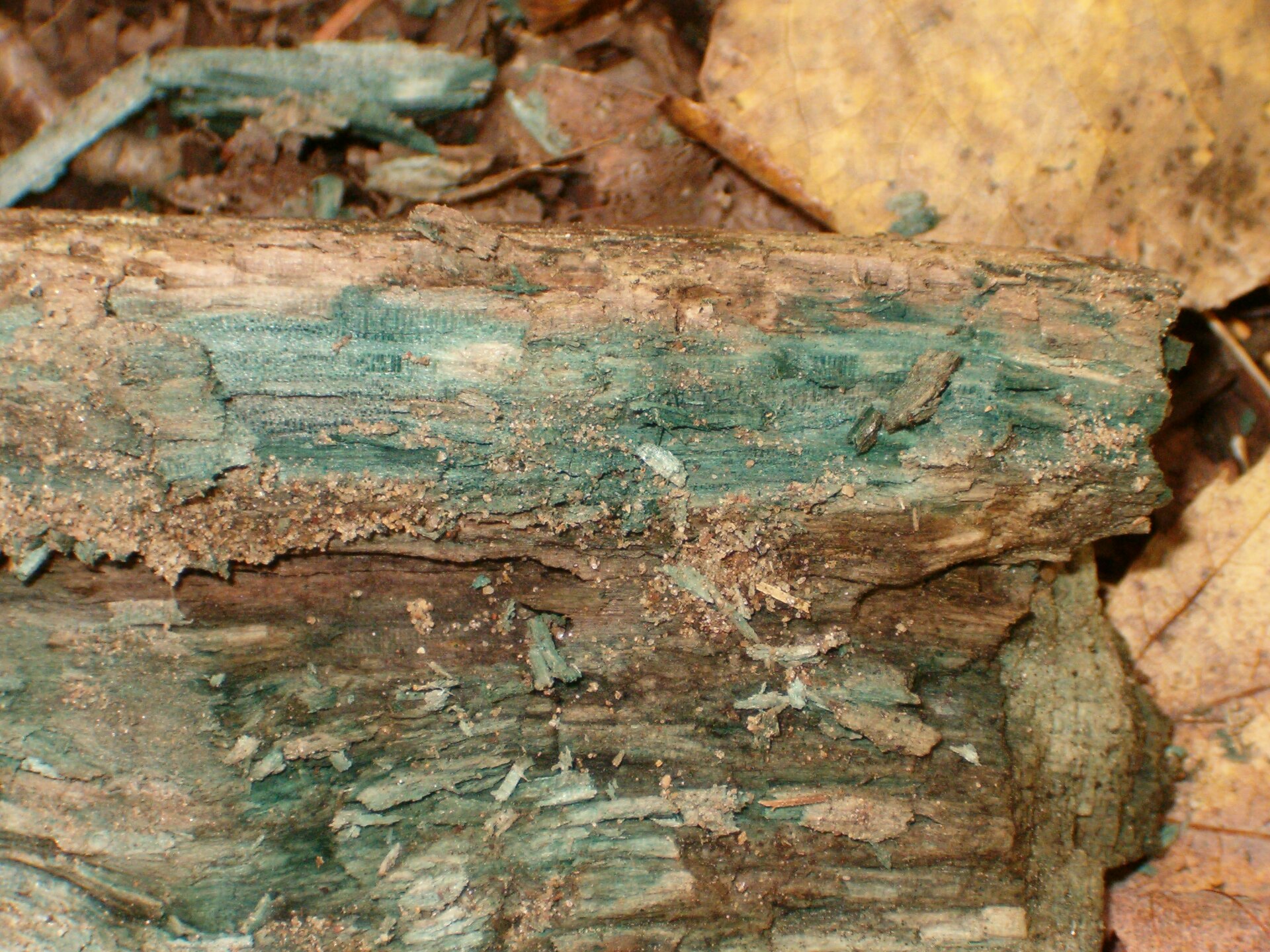 Green Elfcup (Chlorociboria aeruginascens) wild specimen