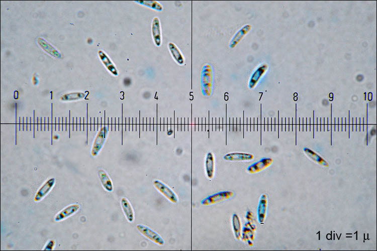 Green Elfcup (Chlorociboria aeruginascens) wild specimen