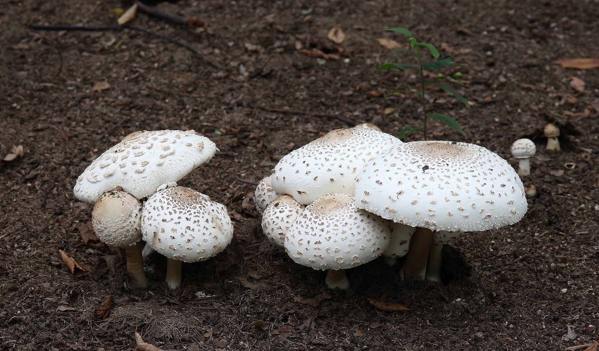 Green-spored Parasol / The Vomiter (Chlorophyllum molybdites)