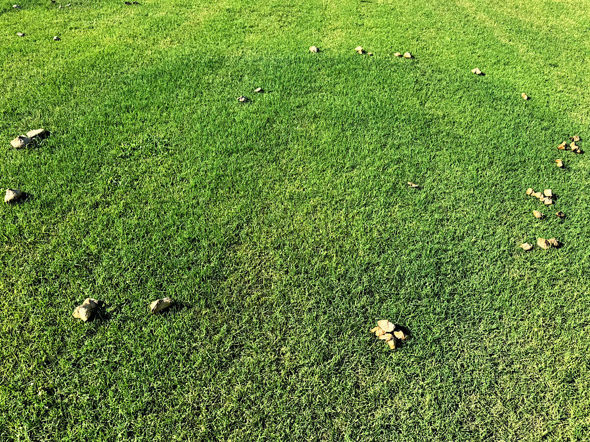 Green-spored Parasol / The Vomiter stem, ring, and base detail
