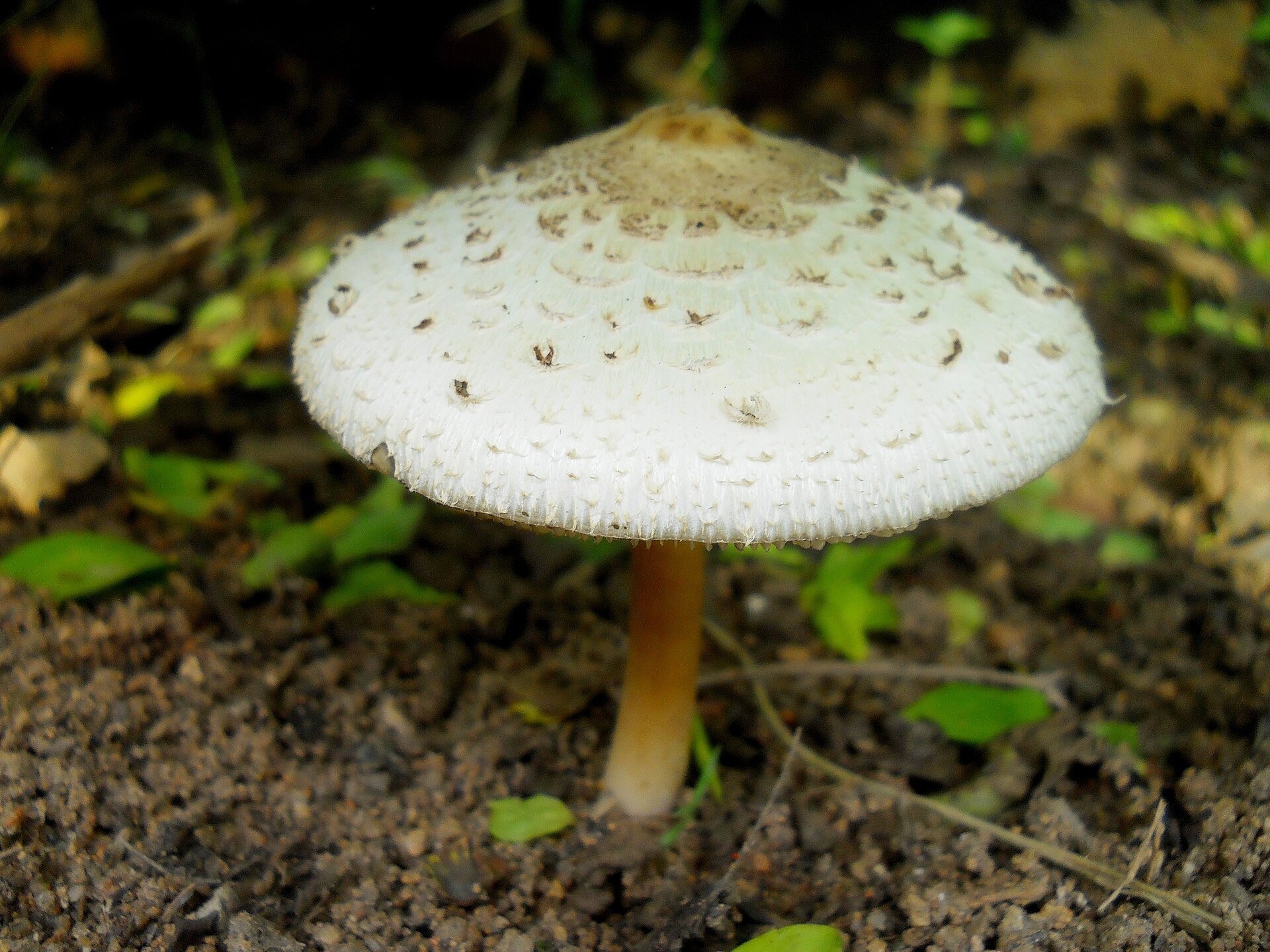 Green-spored Parasol / The Vomiter (Chlorophyllum molybdites) wild specimen