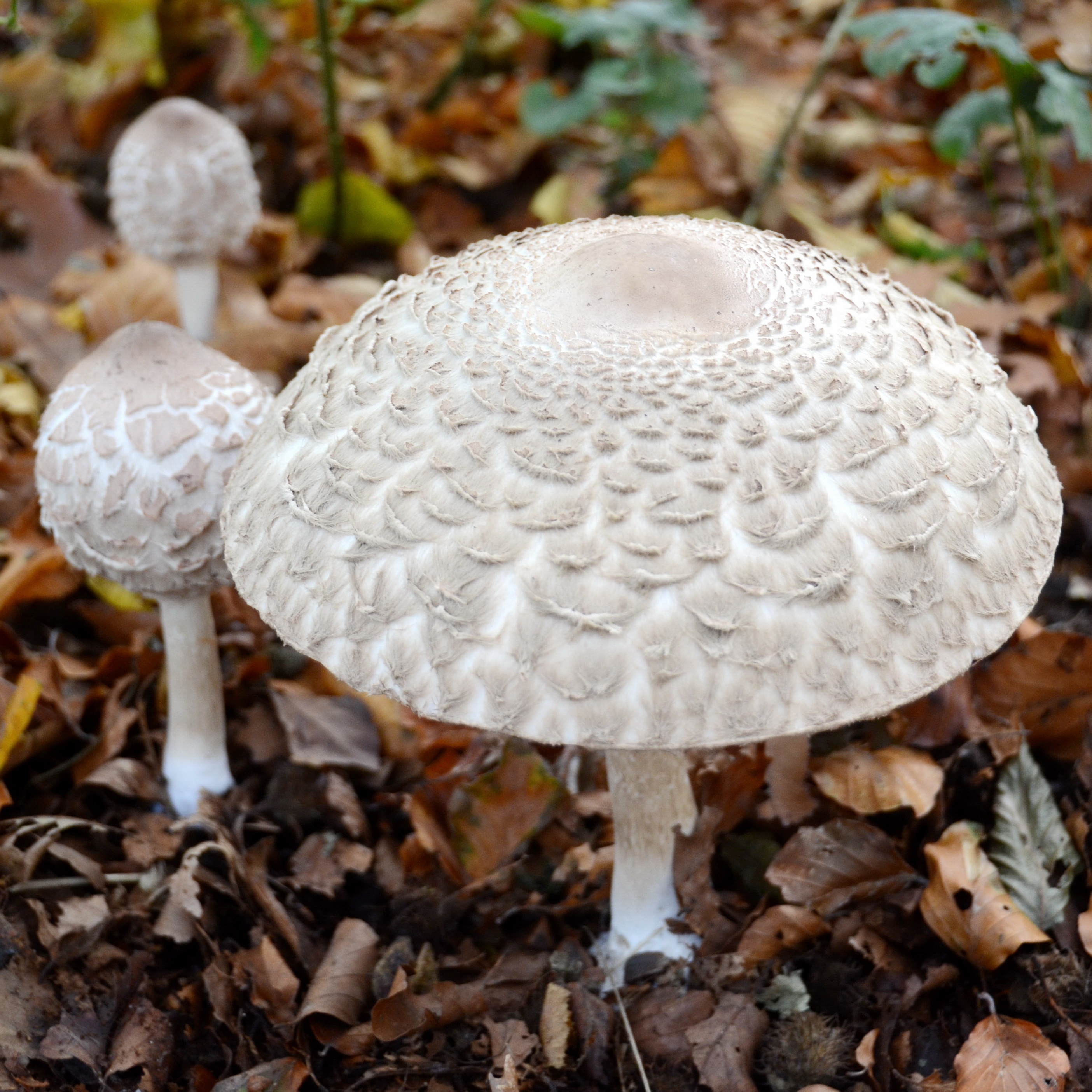 Shaggy Parasol (Chlorophyllum rhacodes)