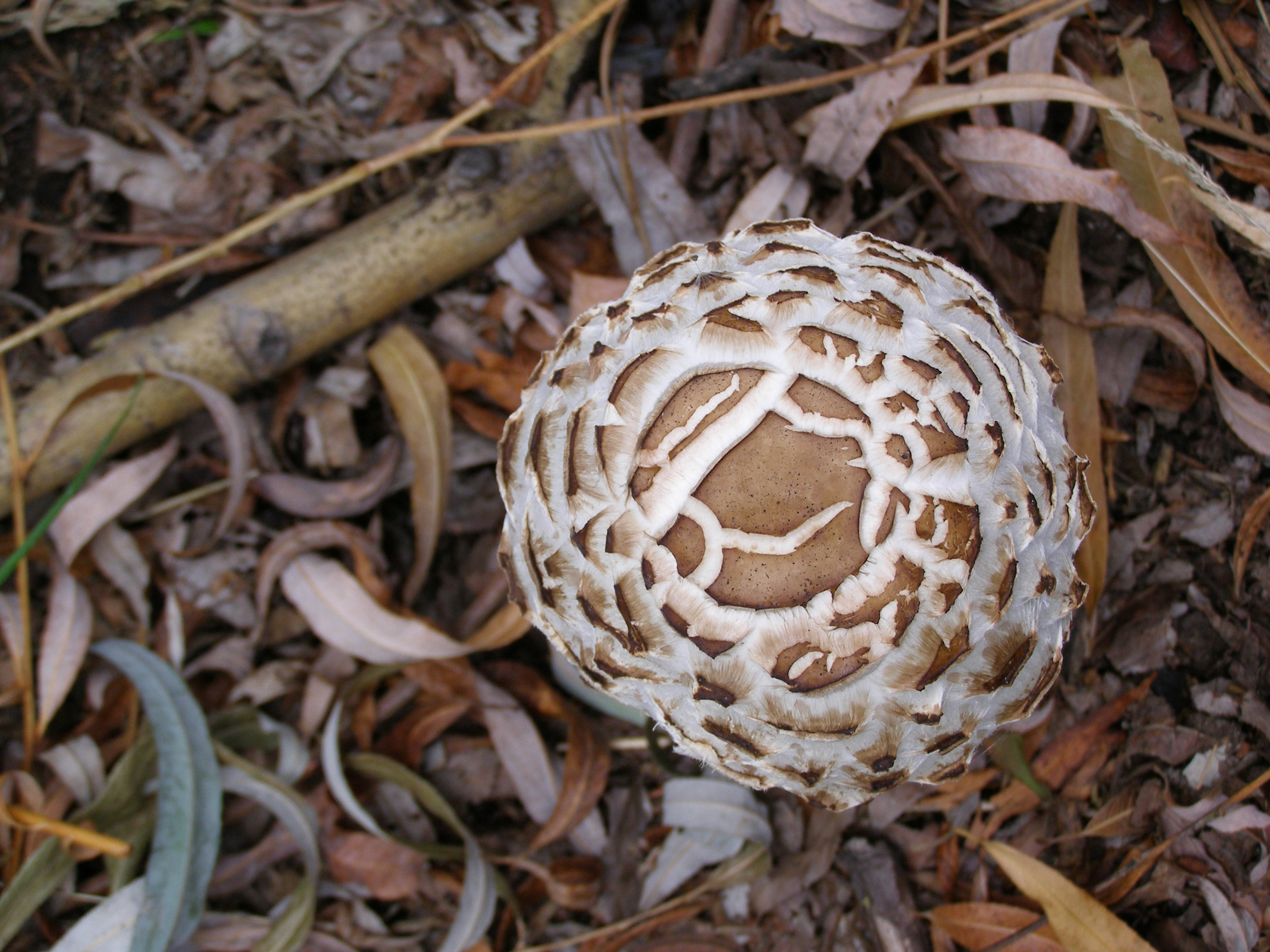 Shaggy Parasol cap detail