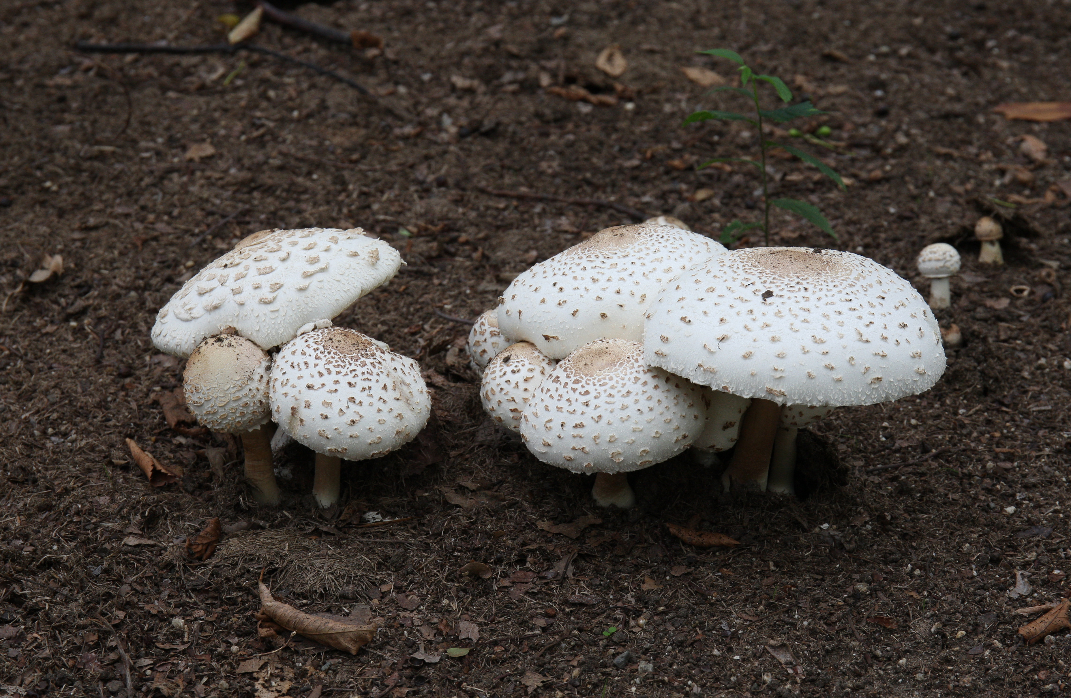Green-spored Parasol (Chlorophyllum molybdites)