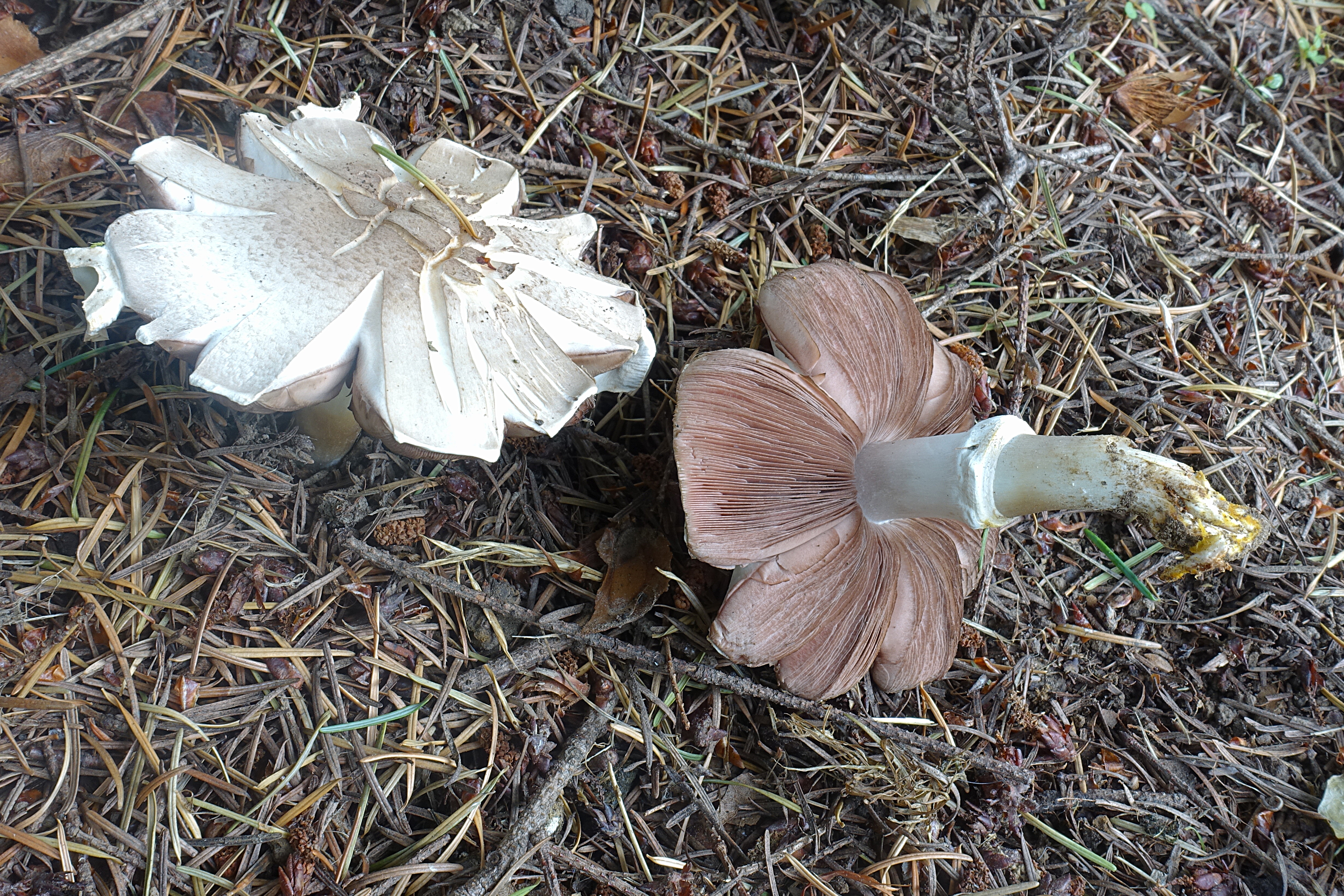 Yellow-staining Mushroom (Agaricus xanthodermus)