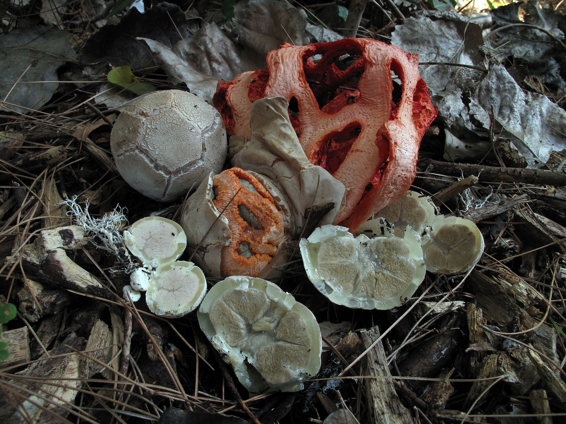 Red Cage Stinkhorn (Clathrus ruber)