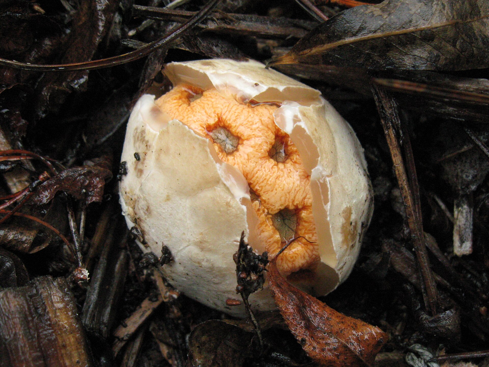Red Cage Stinkhorn (Clathrus ruber) wild specimen