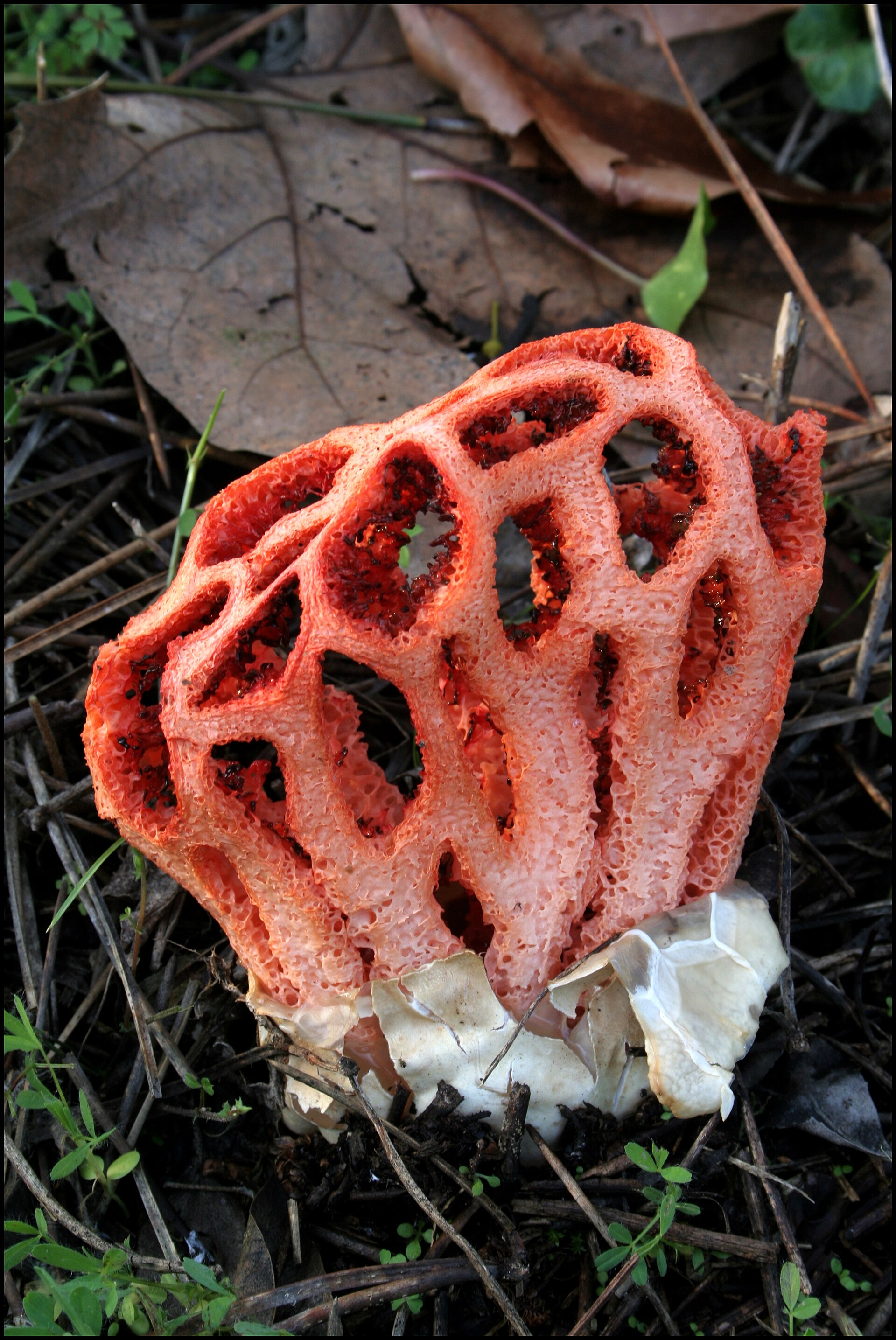 Red Cage Stinkhorn (Clathrus ruber) wild specimen