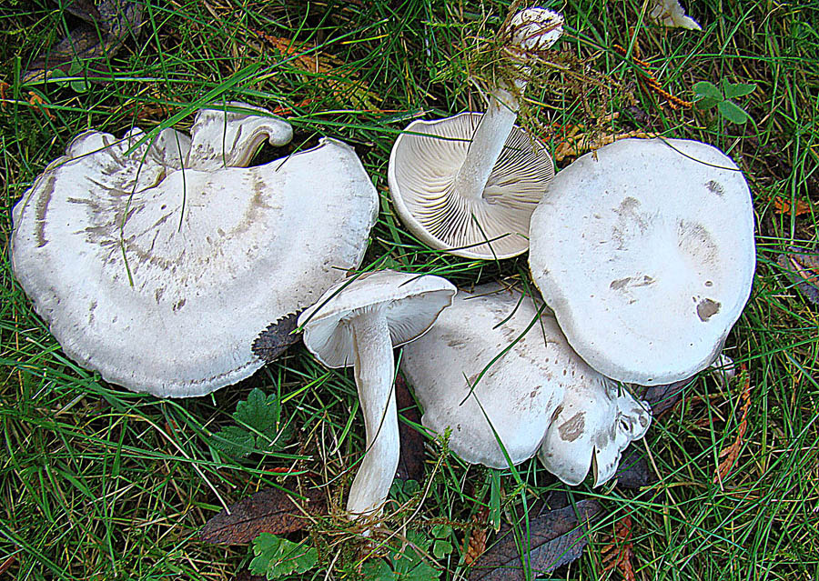 Ivory Funnel (Clitocybe dealbata)