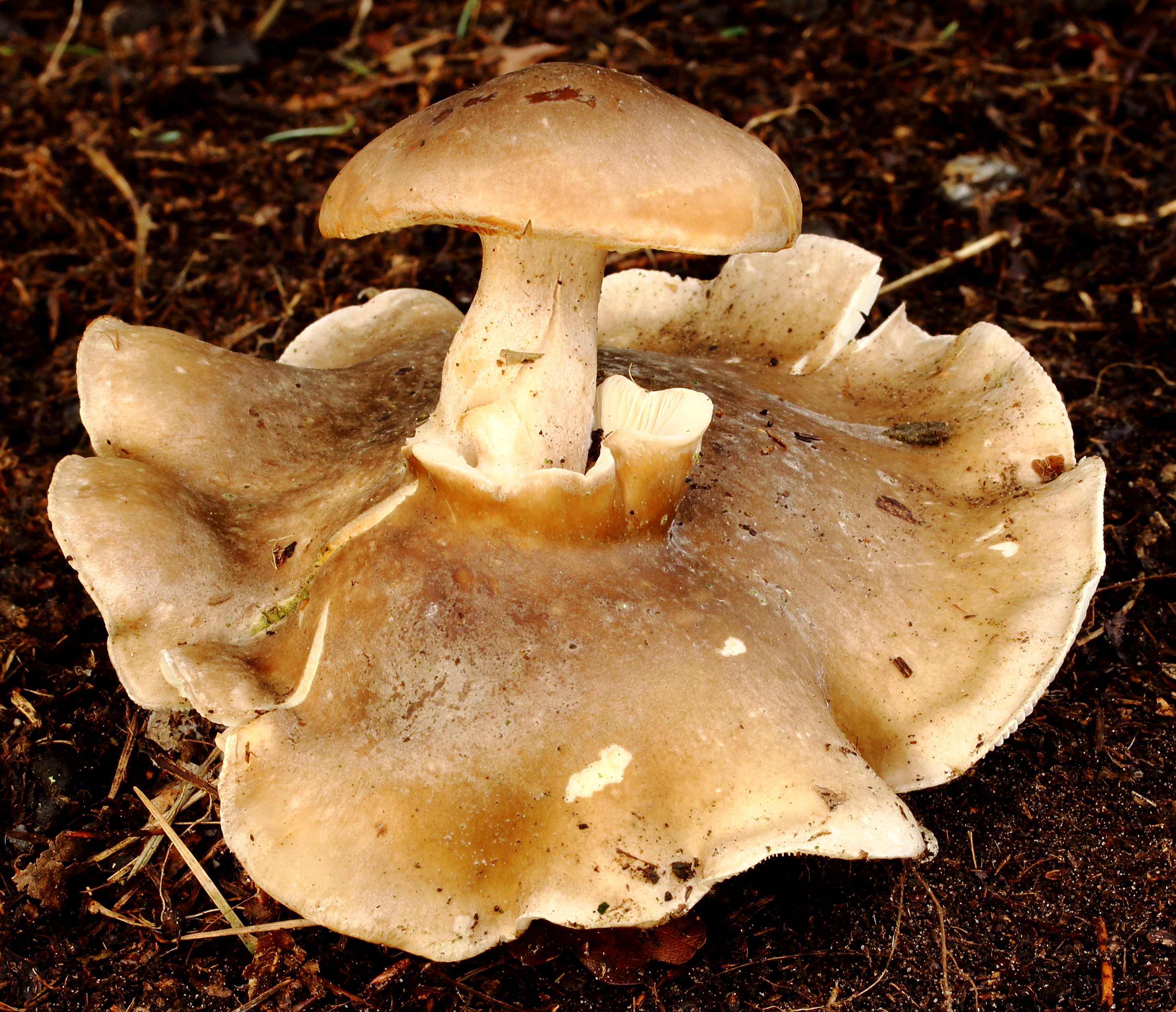 Underside of Clitocybe nebularis showing crowded white decurrent gills