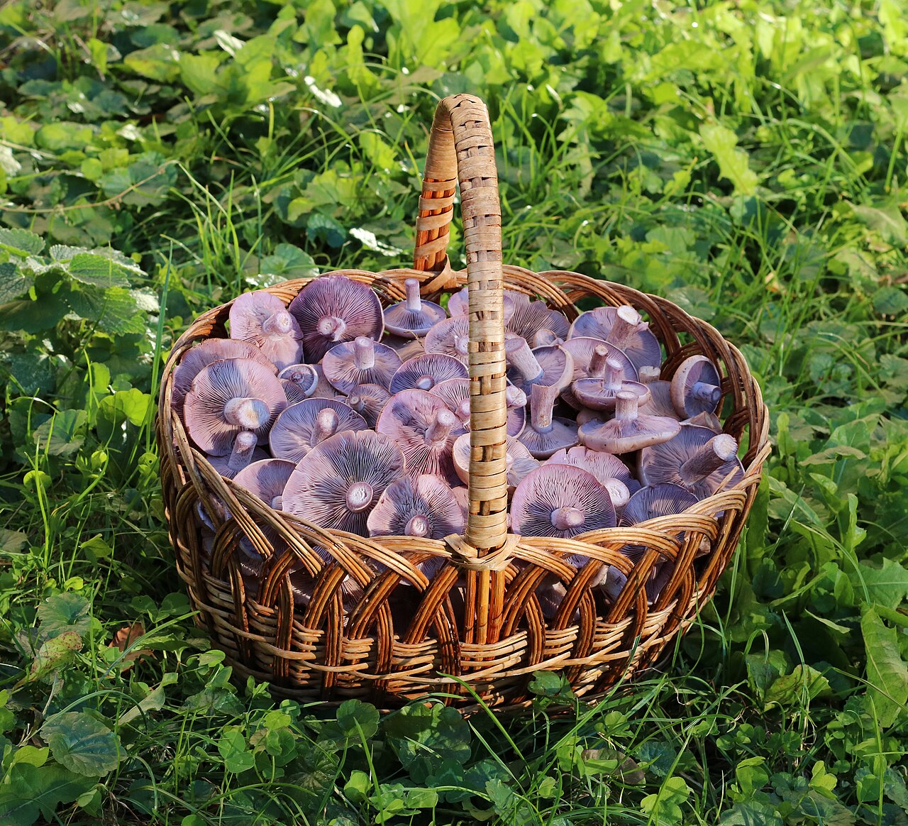 Wood Blewit (Lepista nuda)