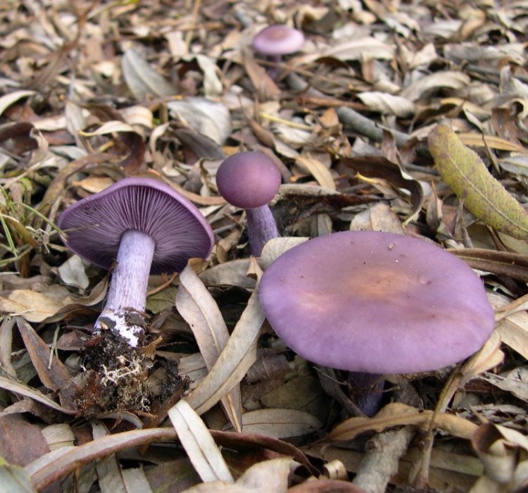 Wood Blewit showing full fruiting body