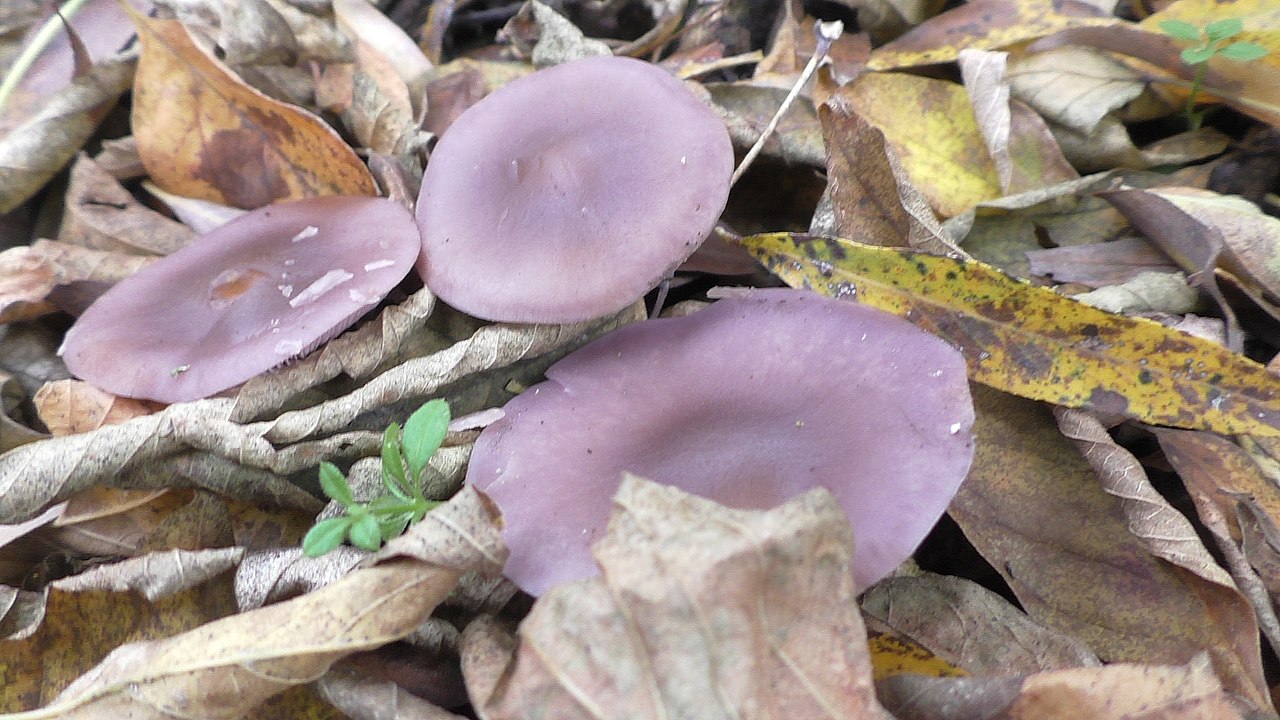 Wood Blewit (Lepista nuda) in the wild