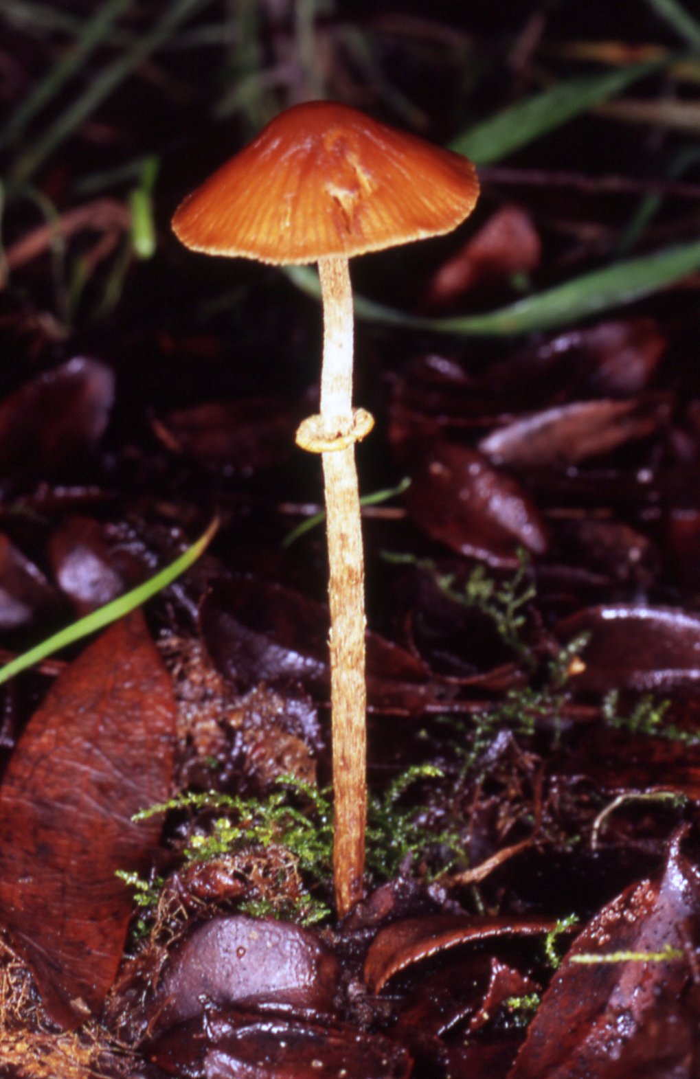 Deadly Conocybe (Conocybe filaris) in the wild