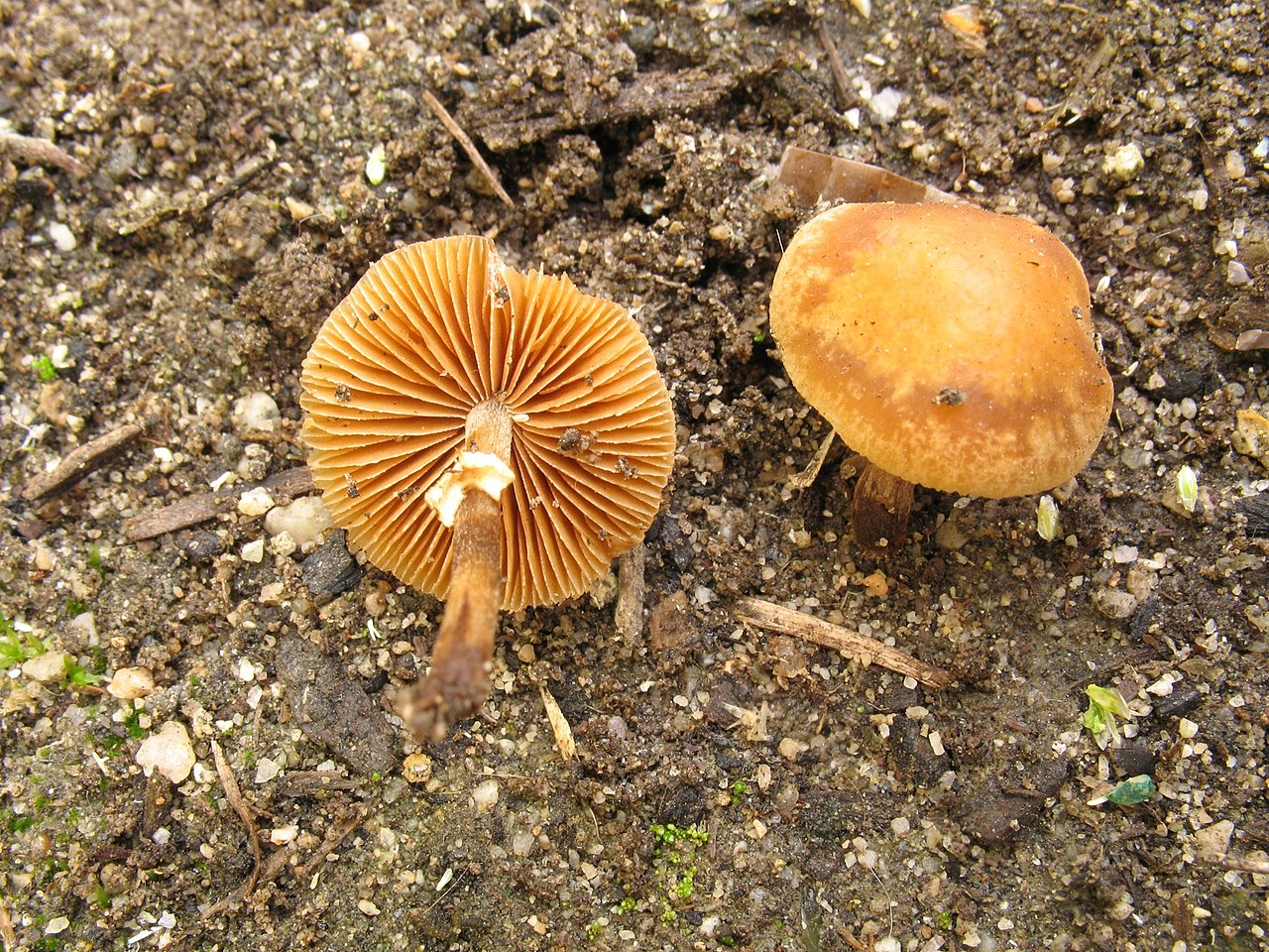 Deadly Conocybe mushroom, field identification reference